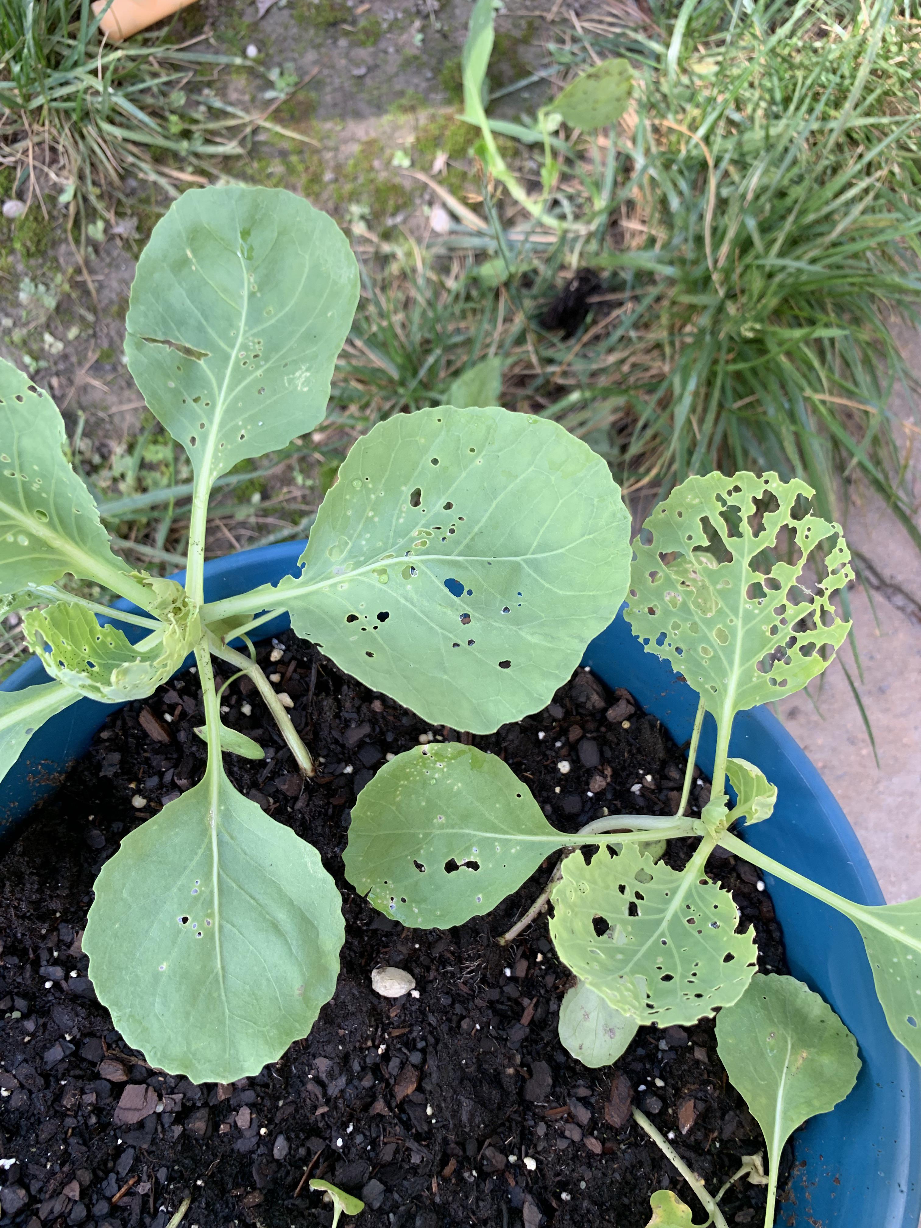 What is eating my cabbage and how do I stop it? r/gardening