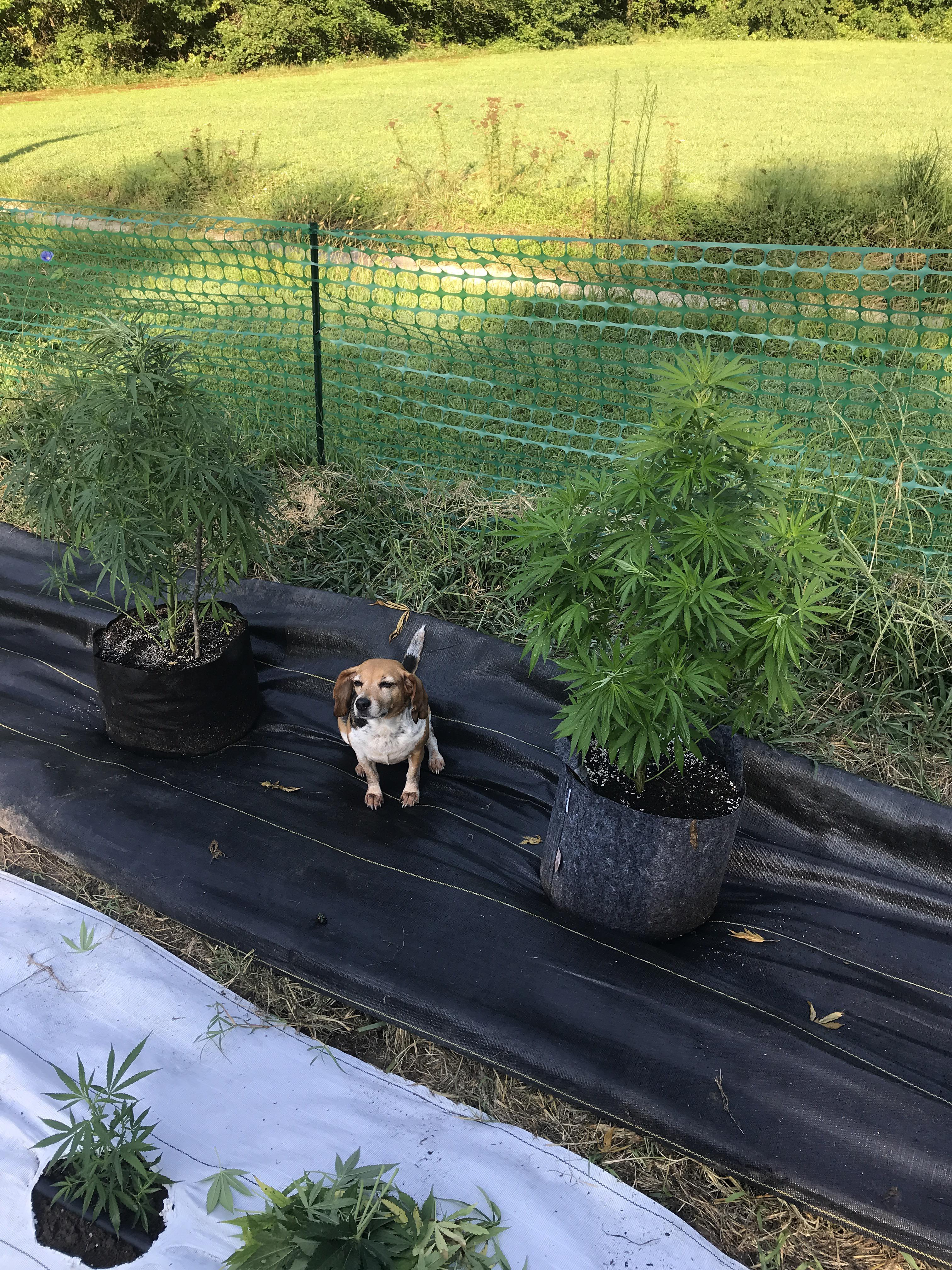 Stoner dog hanging with the trees. r/trees