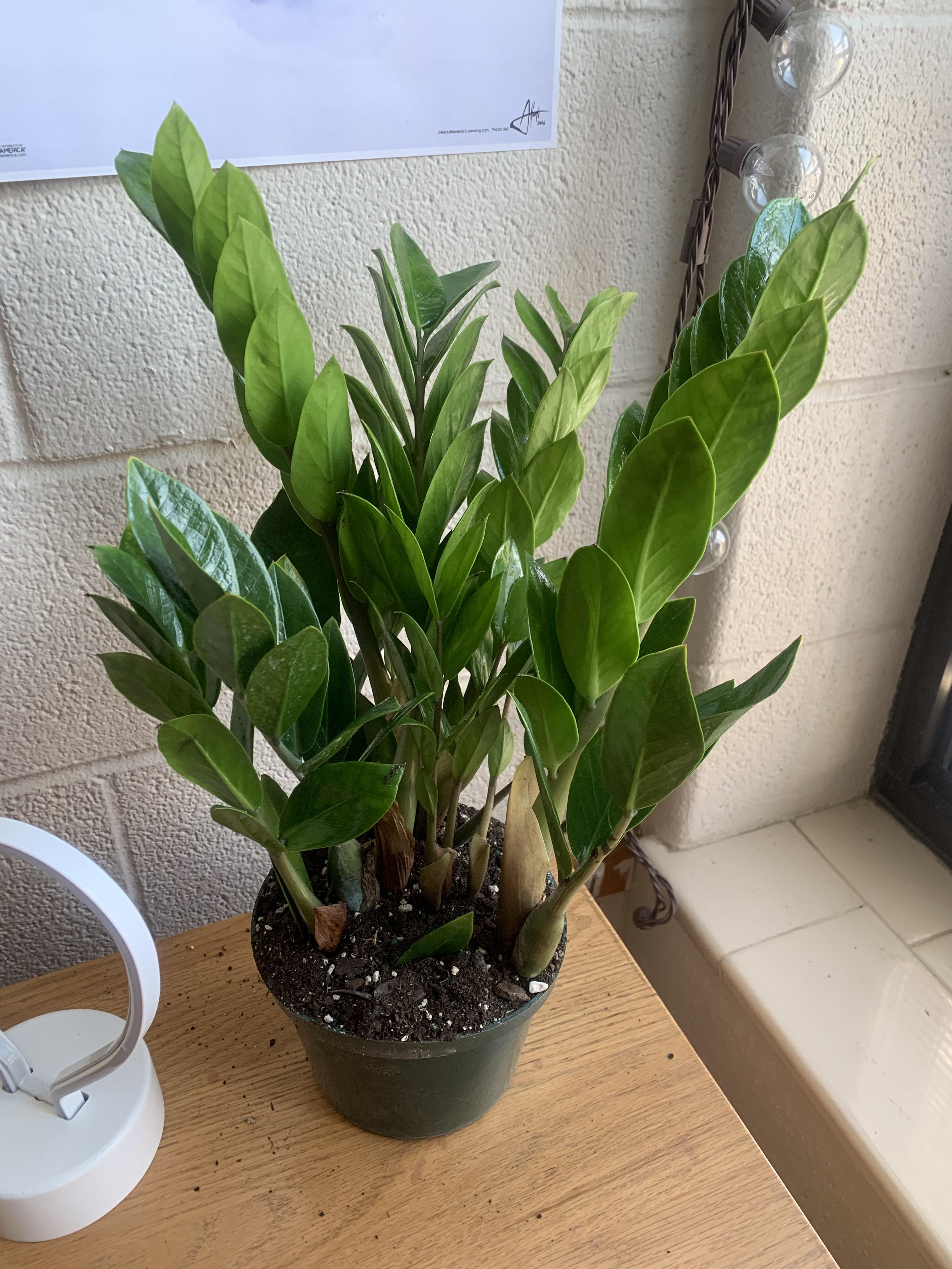 I got this zz plant in a 6 inch diameter pot, and the pot seems kinda