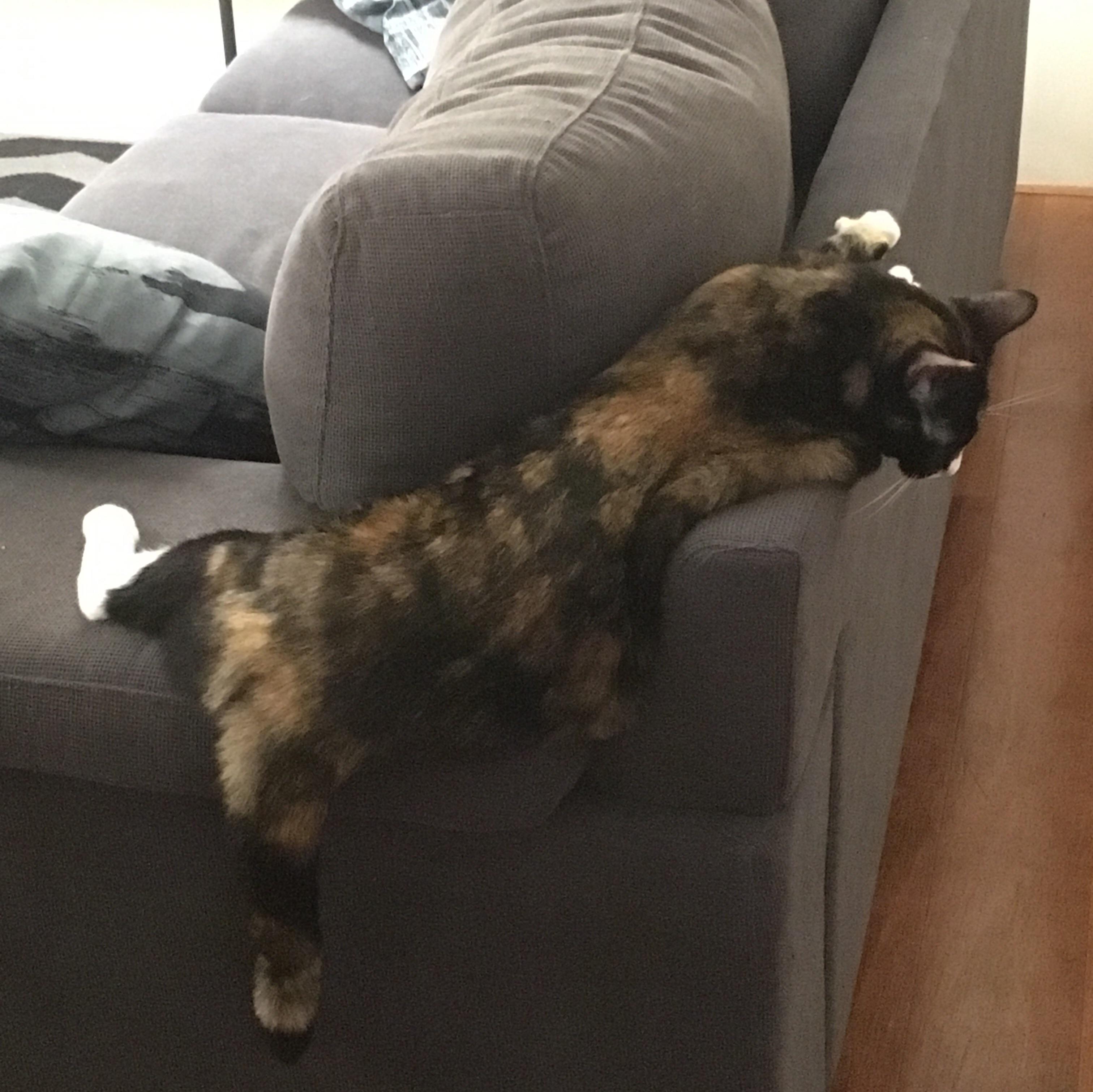 You have a whole couch to sleep on and that's the most comfortable spot