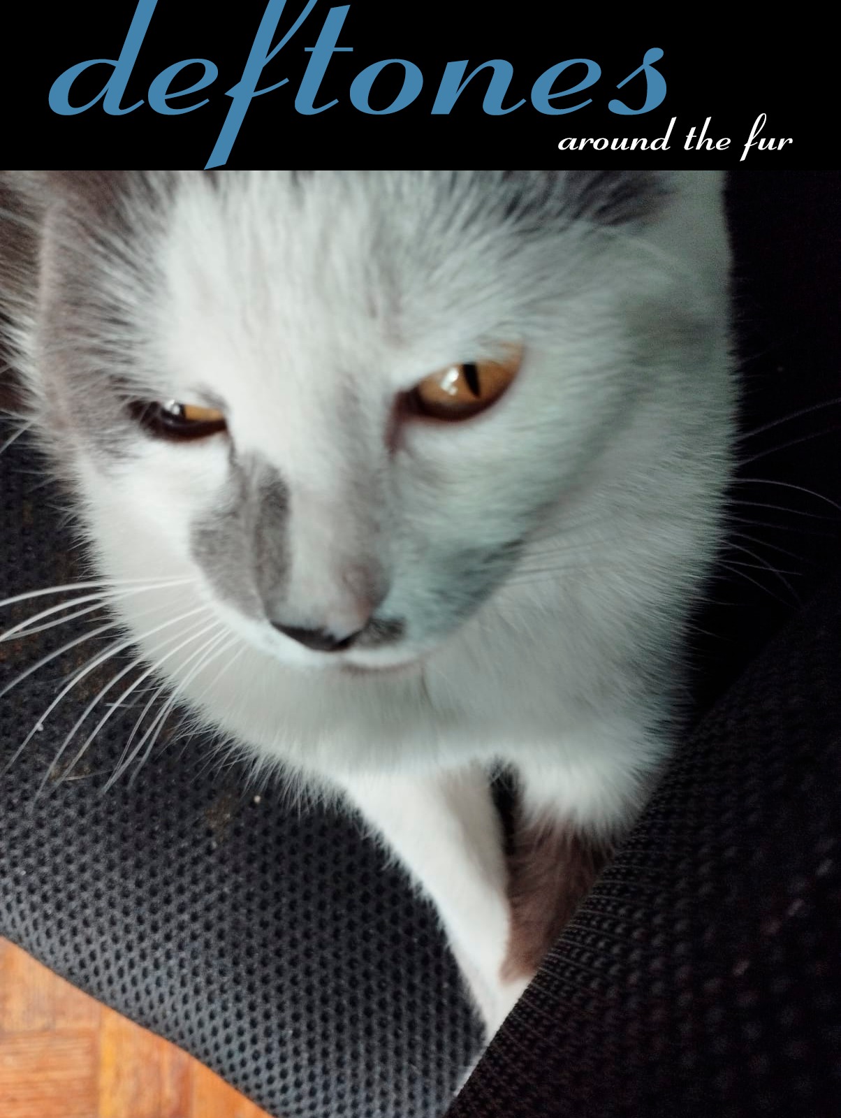 around the cat r/deftones