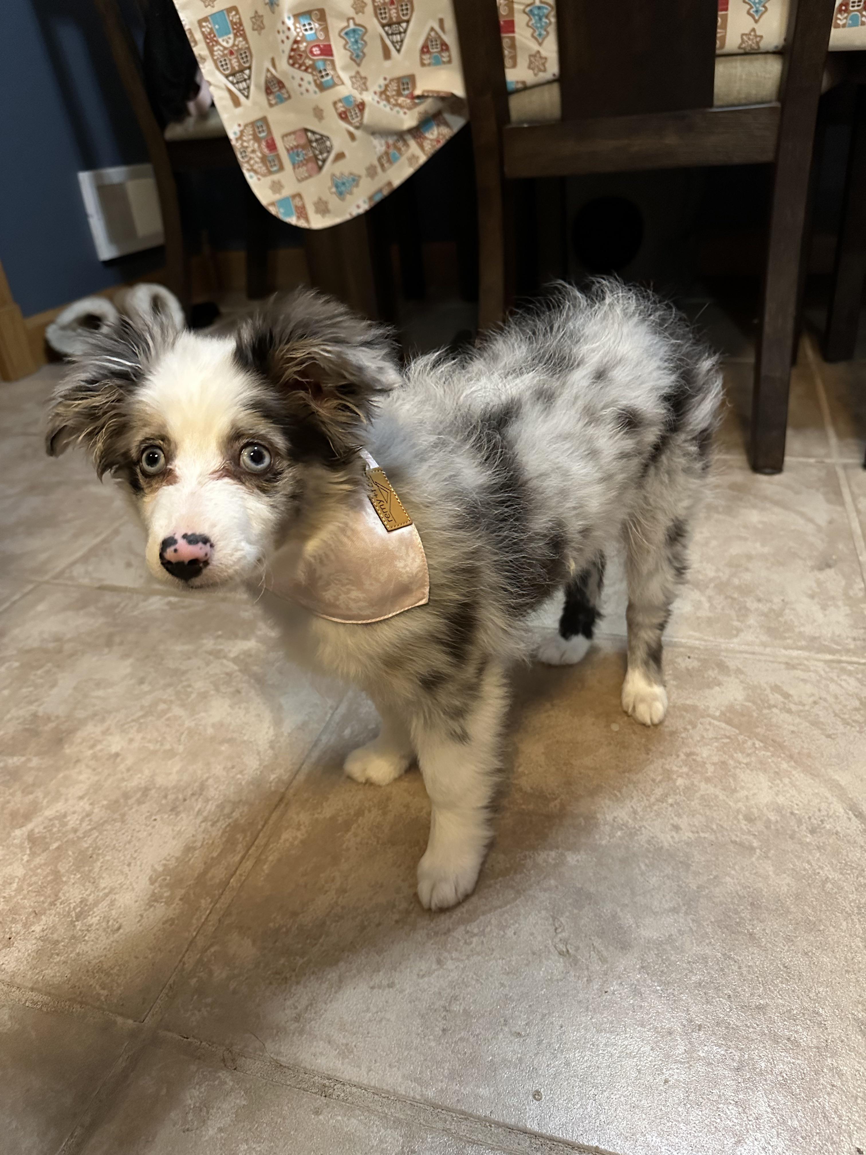 Do Mini Australian Shepherds Shed HBKY