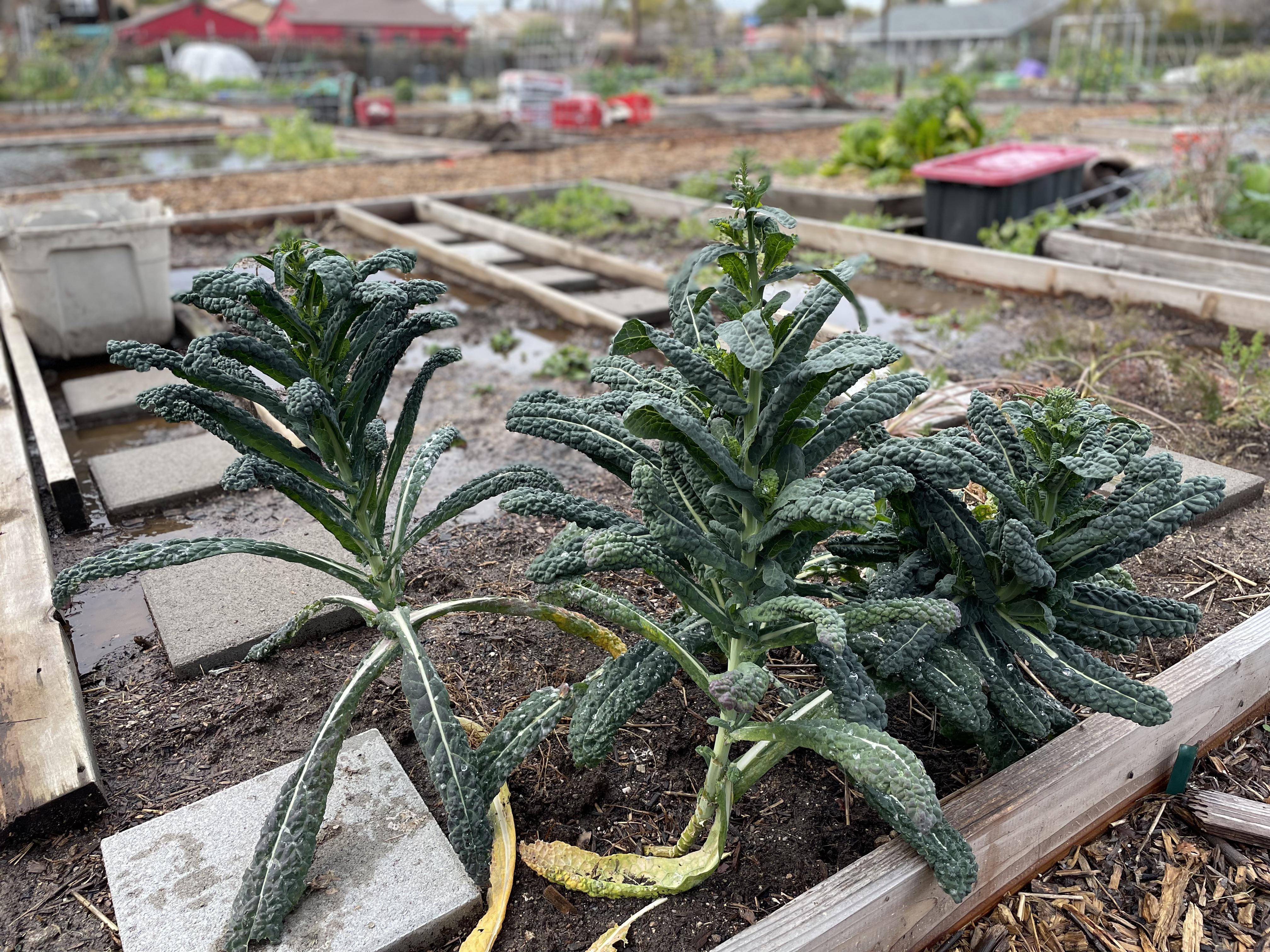 How much should I cut off the top to help this kale keep producing? r
