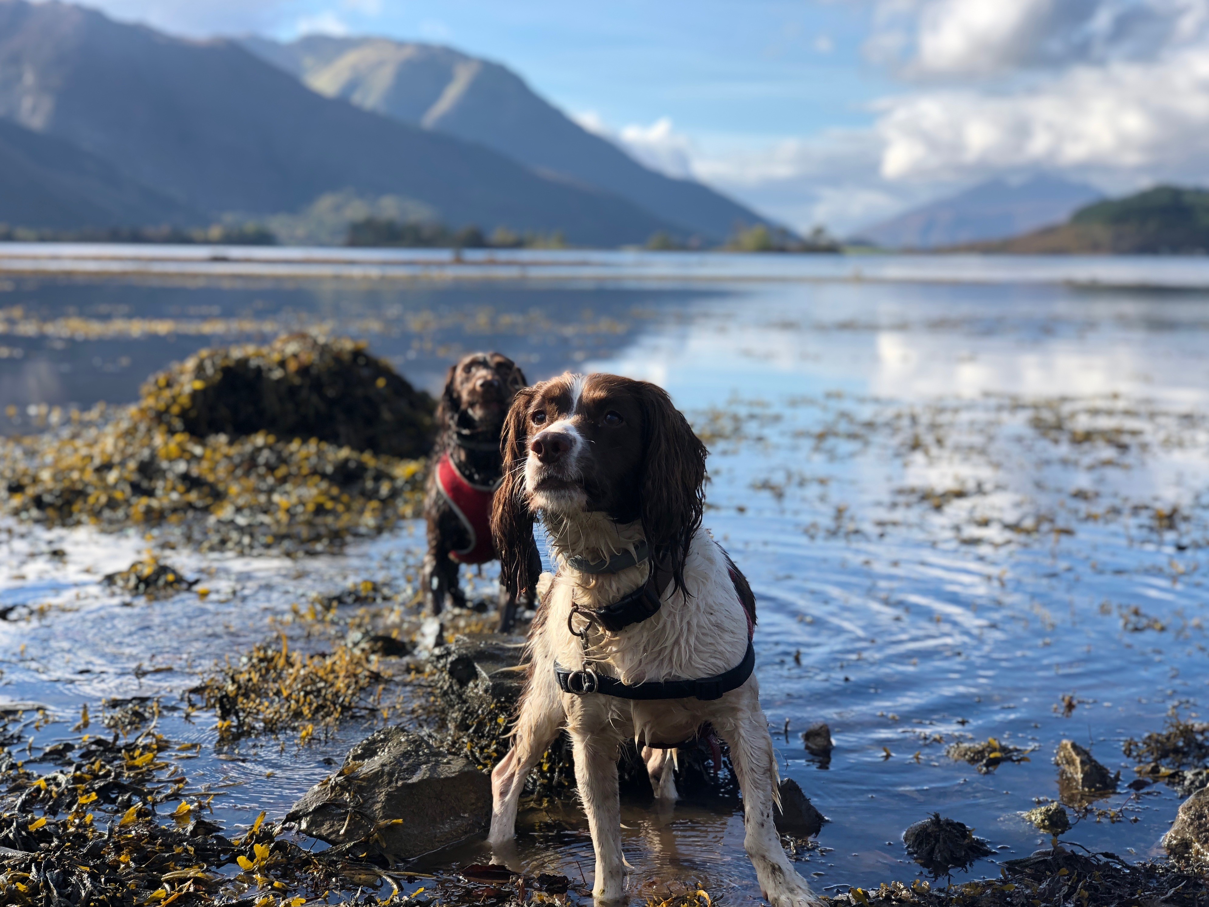 A picture my dad took of our dogs in Glencoe, Scotland r/pics