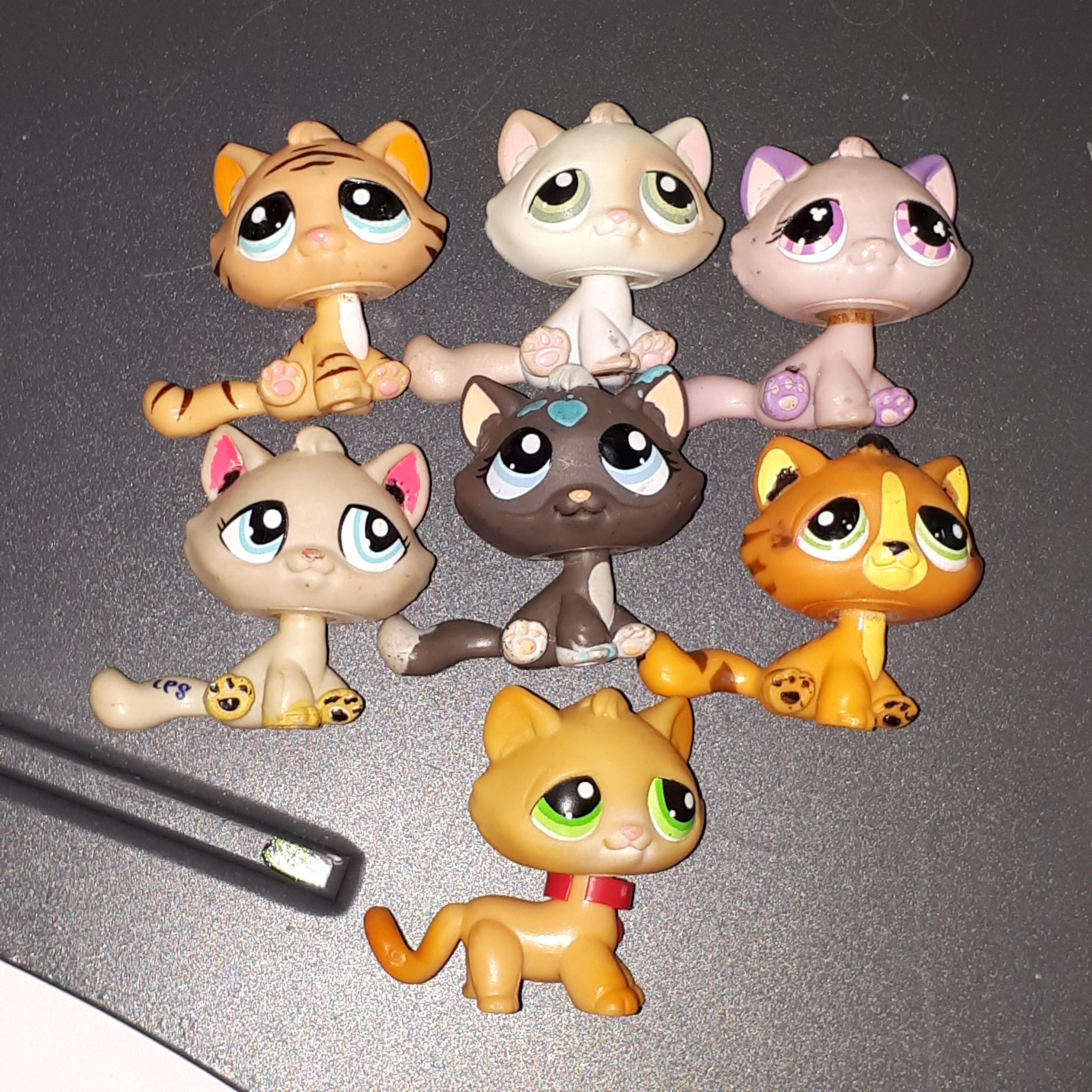 Why do people call them bonbon cats 🤔