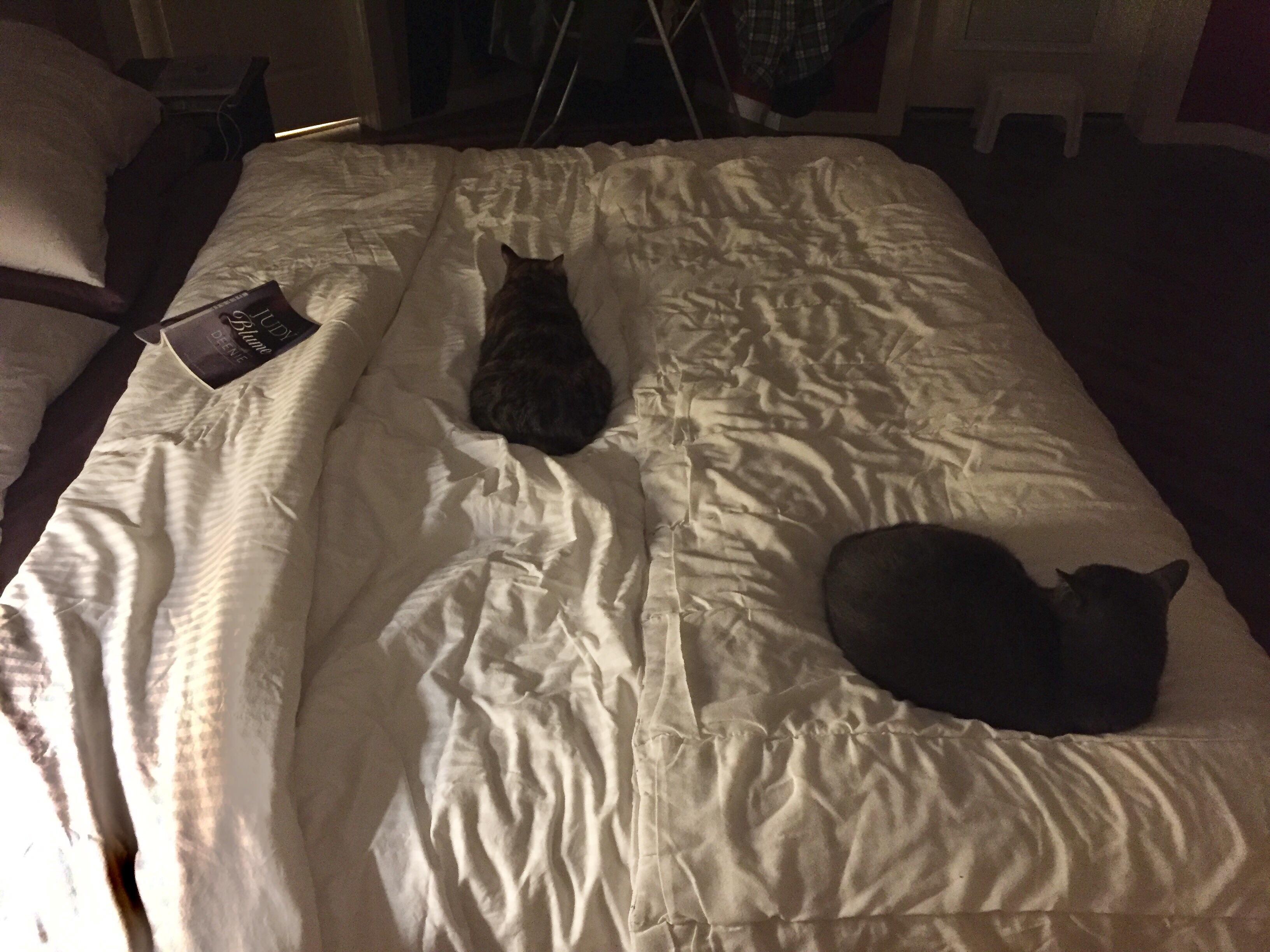 Need help with this cat maze, how am I supposed to sleep on the right