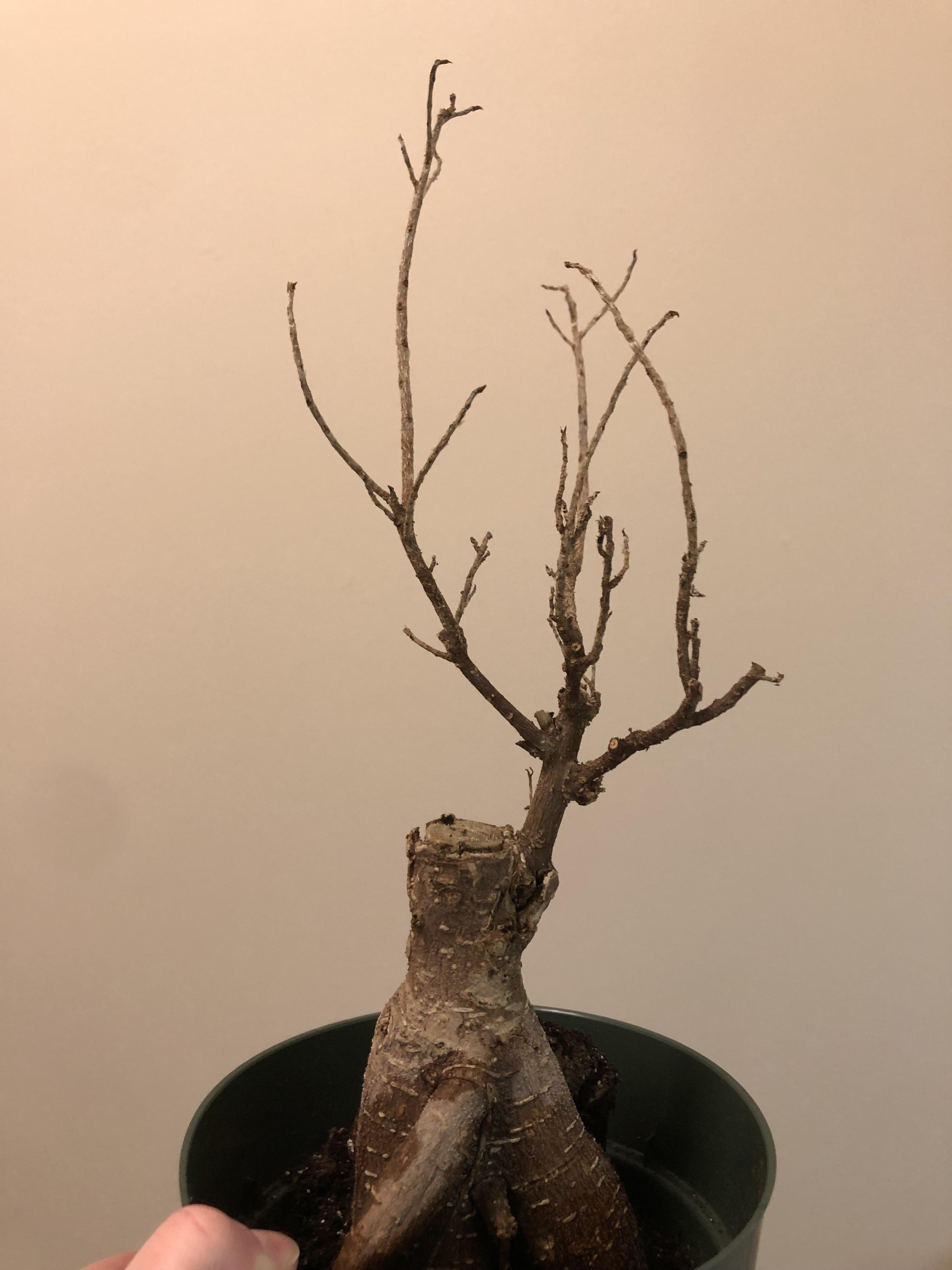 Is this bonsai ficus dead? It lost all of its leaves over January and