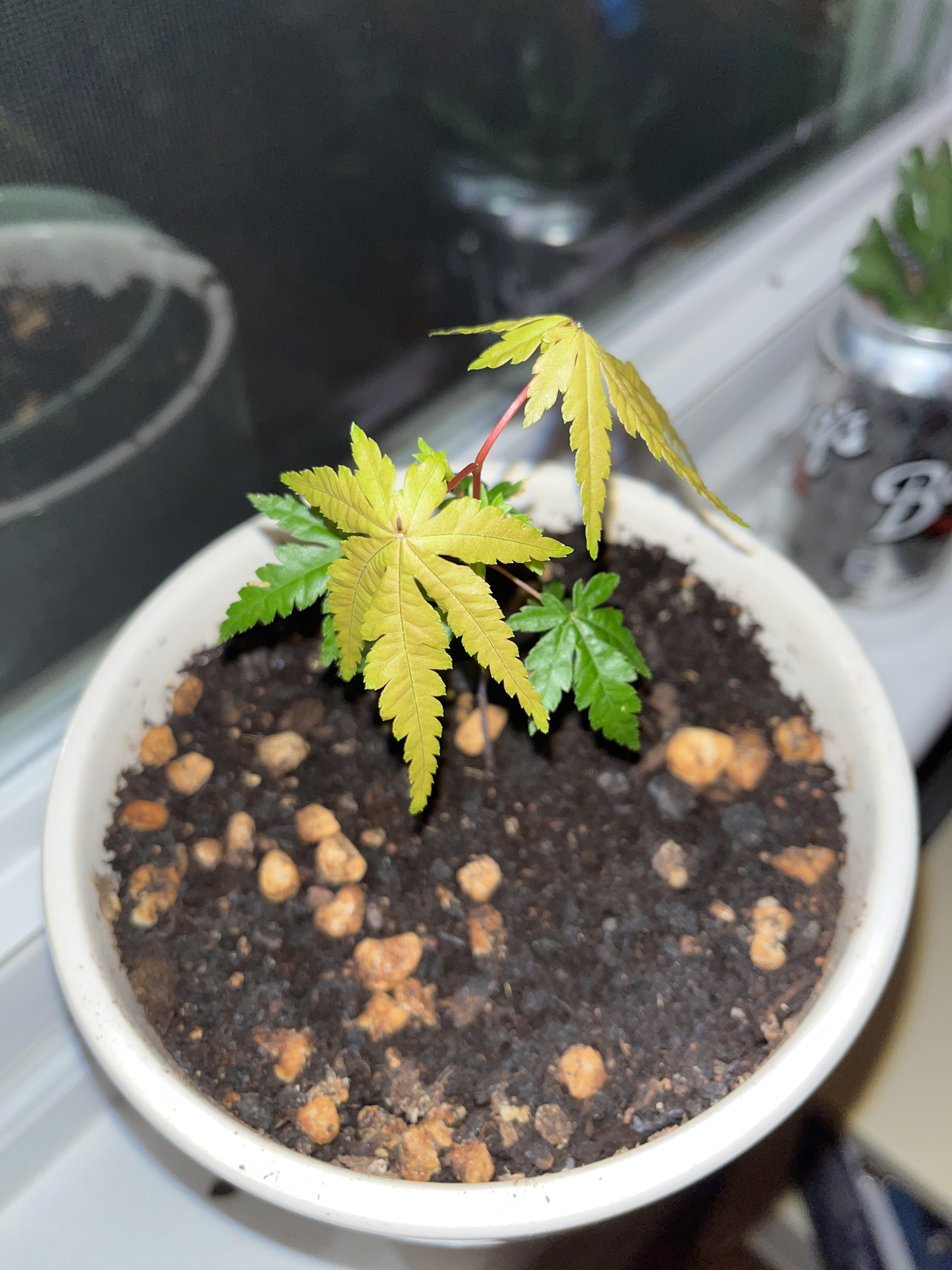 Help please, why are the top leaves of my Japanese Maple Bonsai Tree
