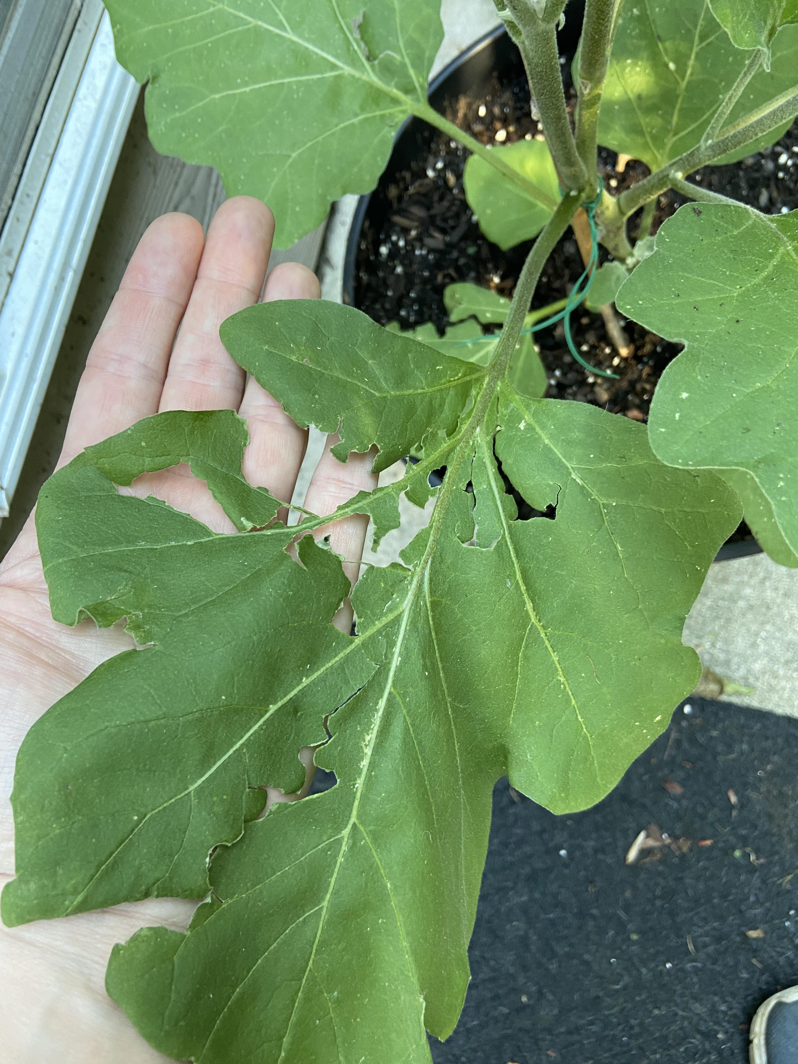 Something’s eating my eggplant. How can I stop them? Can I use been oil on this? I’m in NE Ga