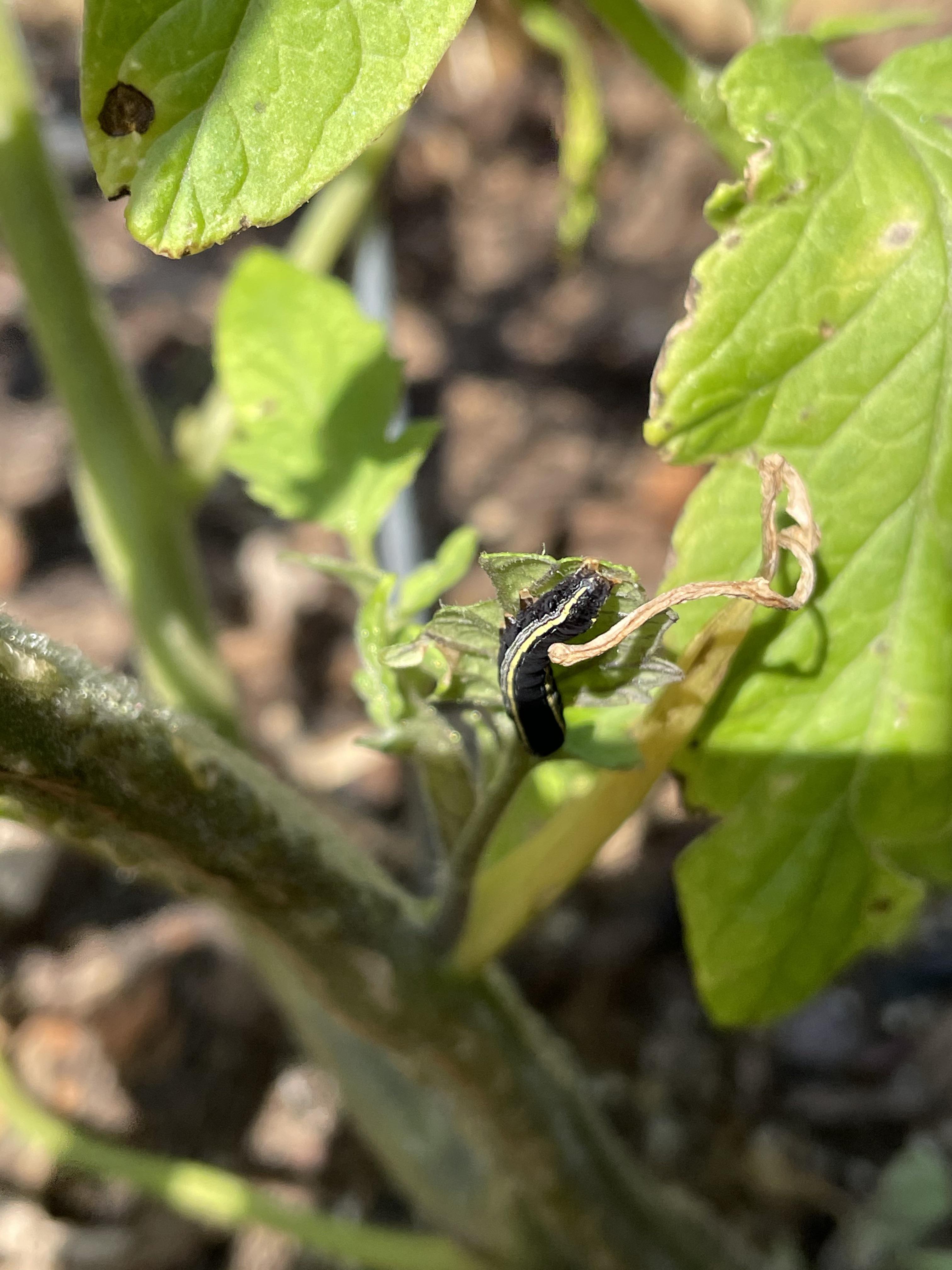 This bug is eating my tomato plants. Live in Houston U/whatsthisbug r