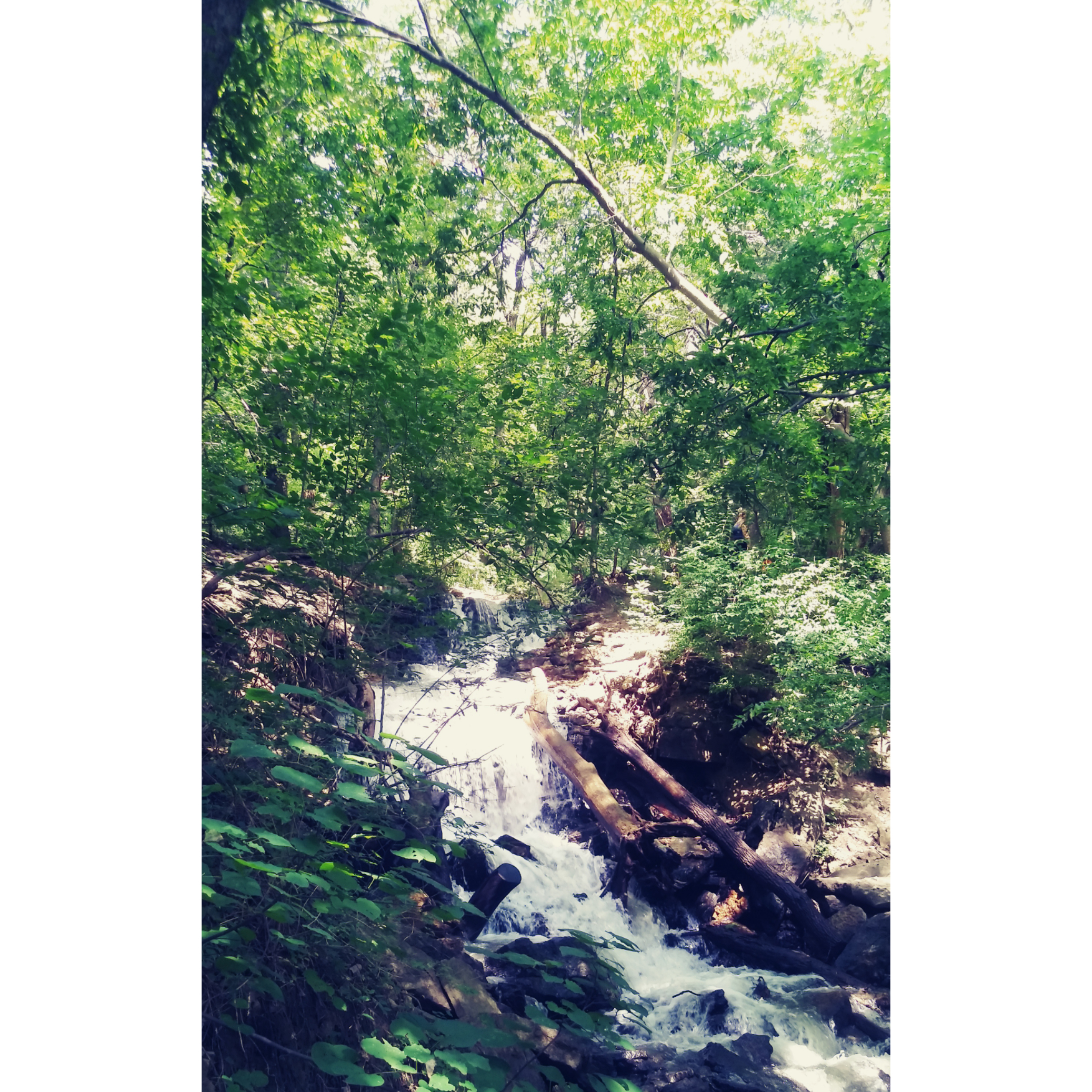 Went for a walk at the Parkville Nature Sanctuary today. I have lived