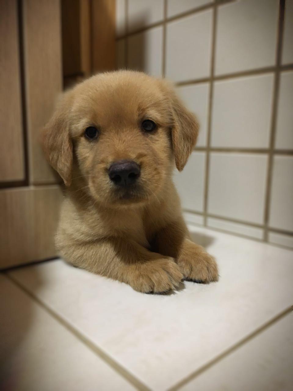 Reddit, meet the little devil aka Simba. r/aww