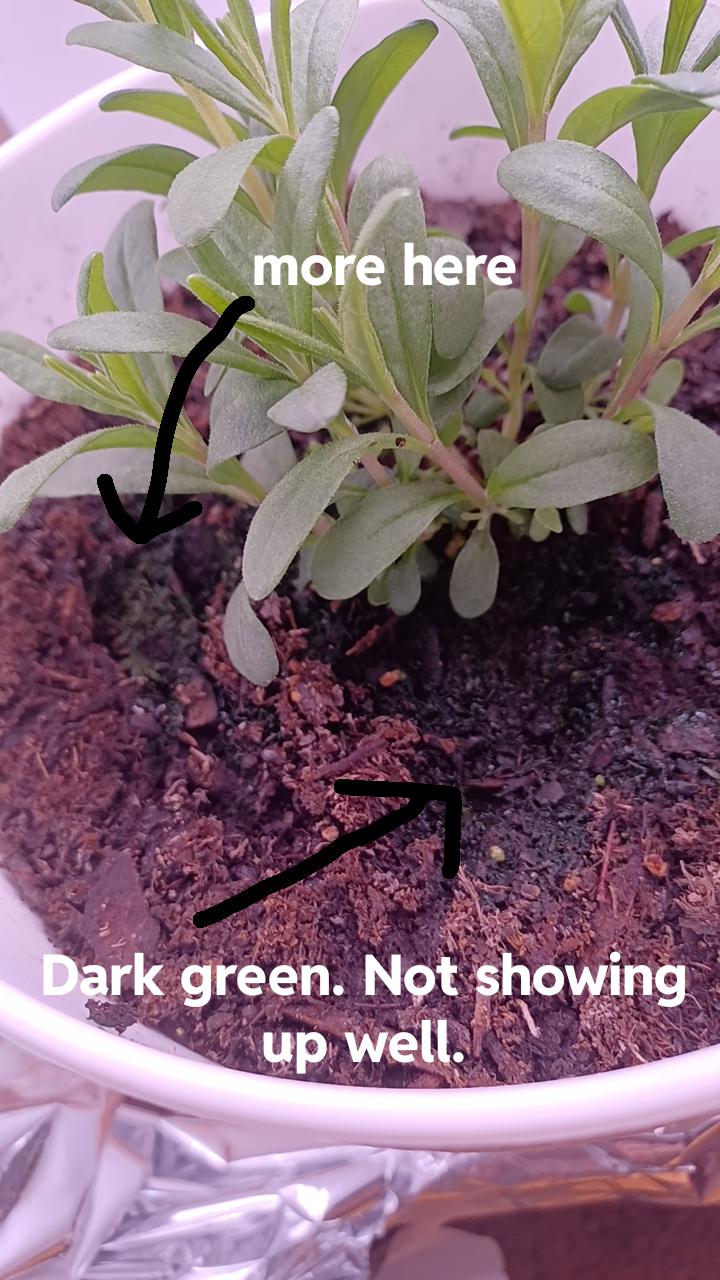 What is this slimy moss? Can it hurt my plants? r/plantclinic