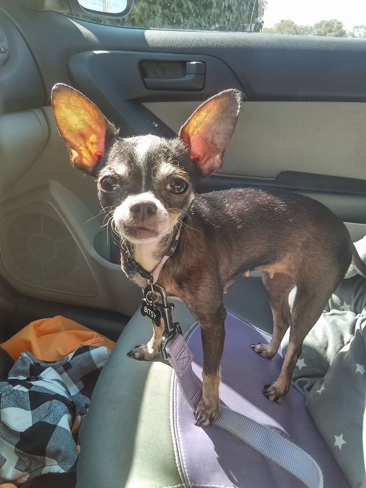 Say hello to Bitsy! She's a 7yrold chihuahua who was brought into our