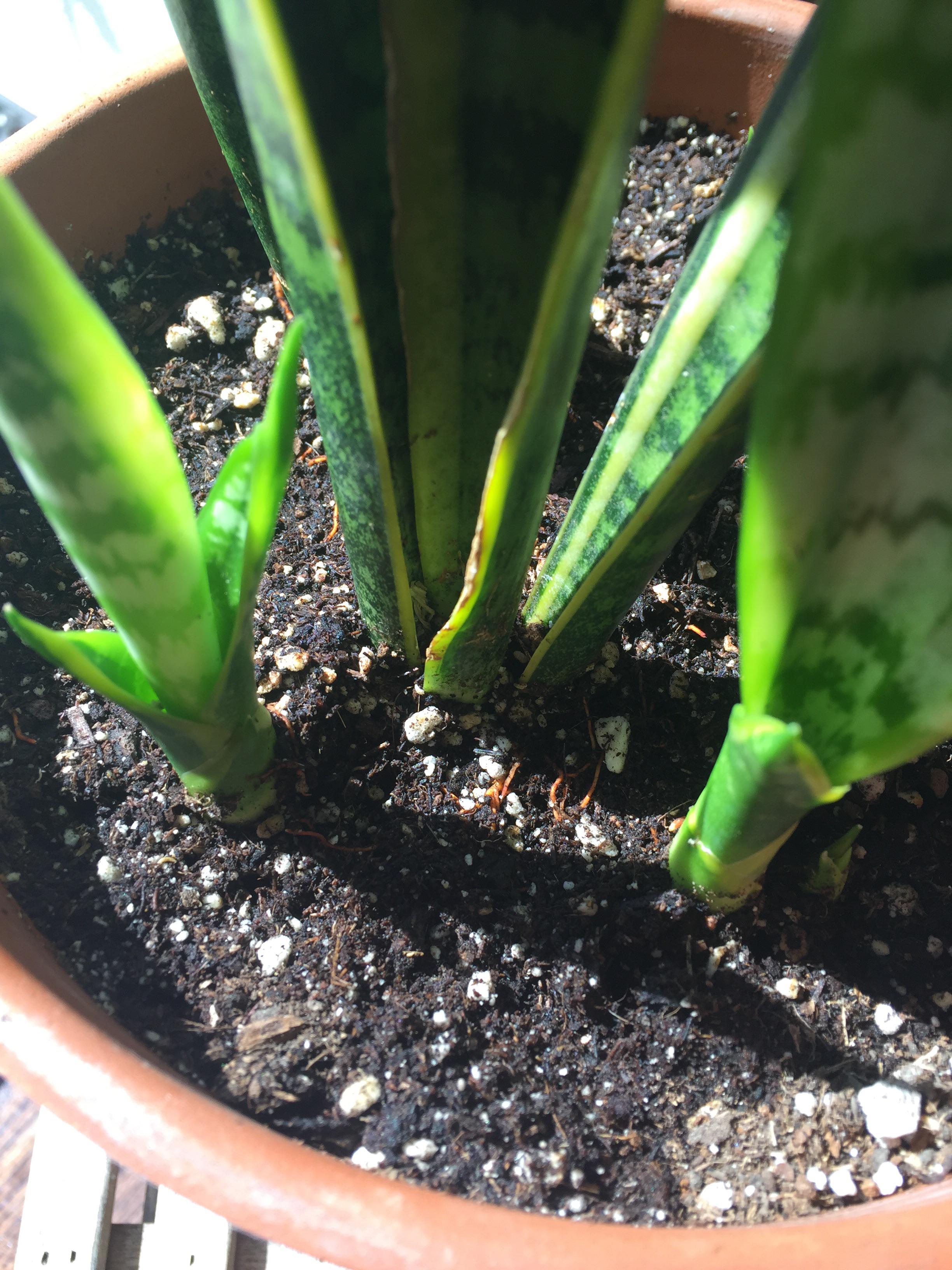 why are my snake plant roots showing above soil level? i feel like i
