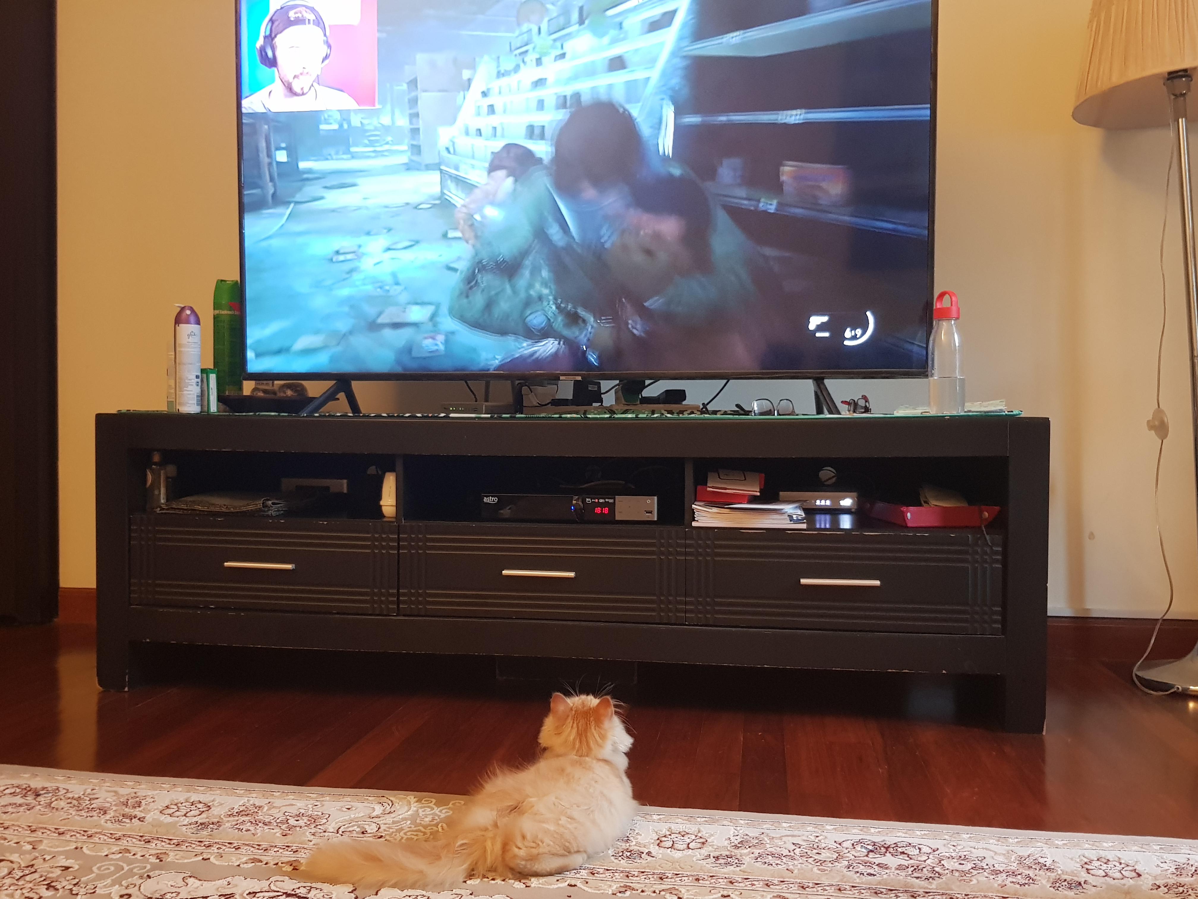 My cat watching jack playing The Last Of Us 2 r/jacksepticeye