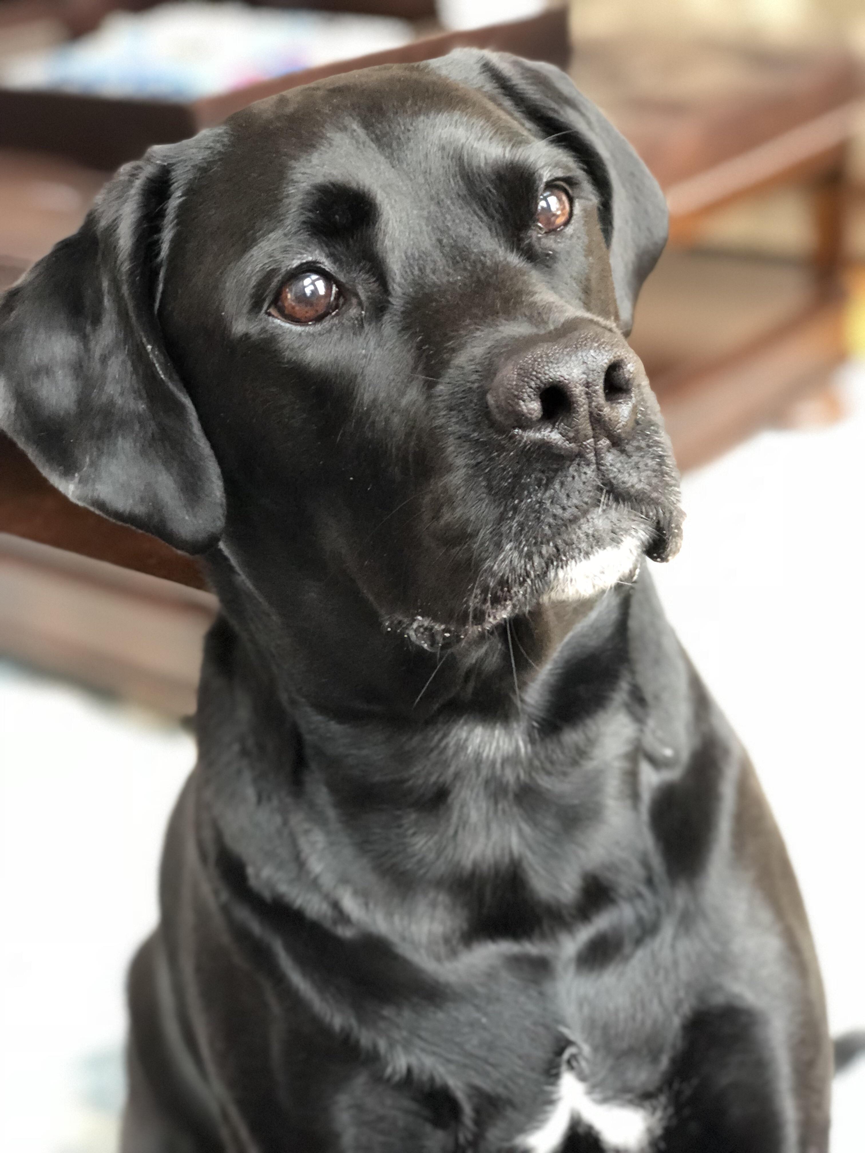 Here's my shiny dog... r/aww