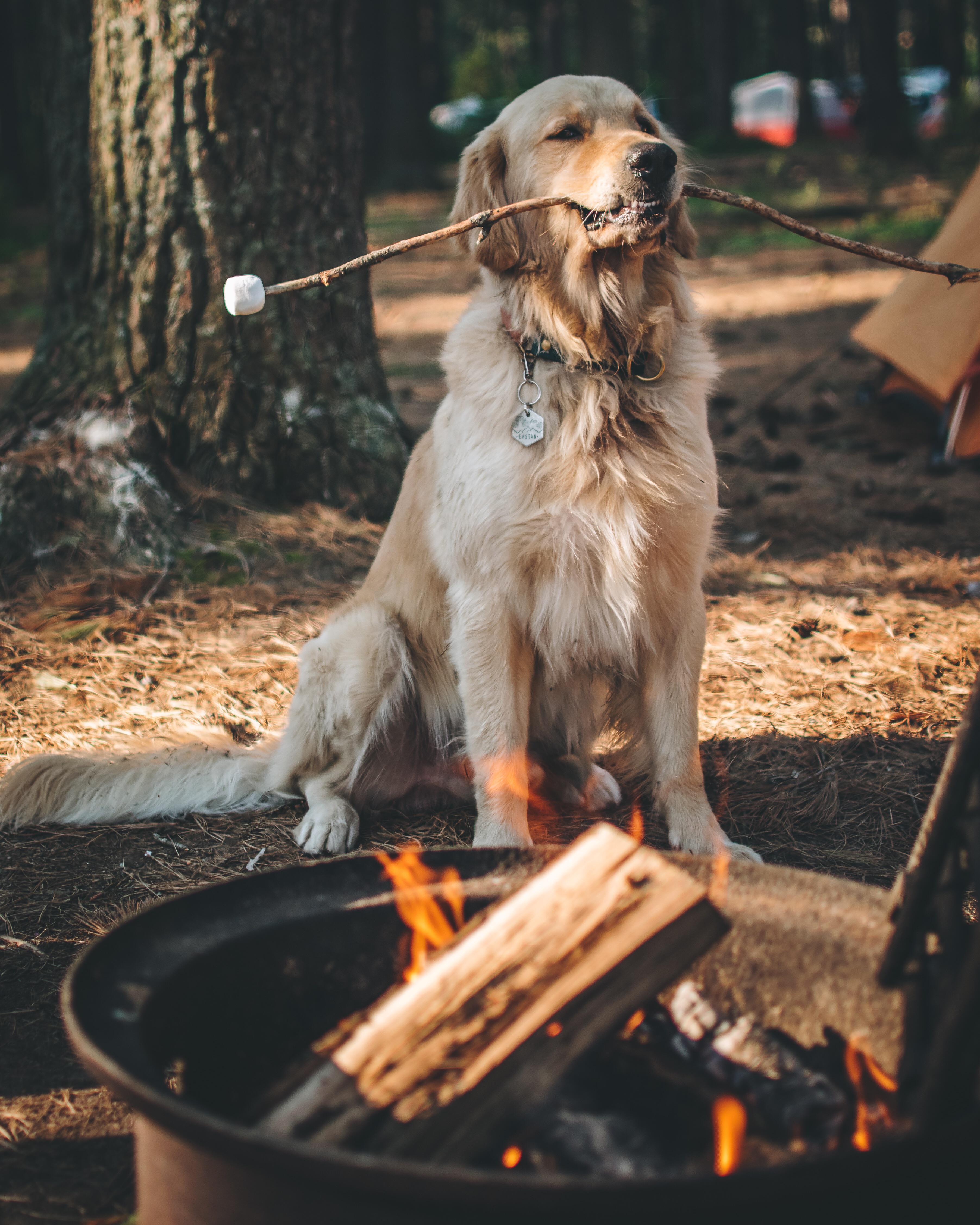 How would like your marshmallow toasted? r/rarepuppers
