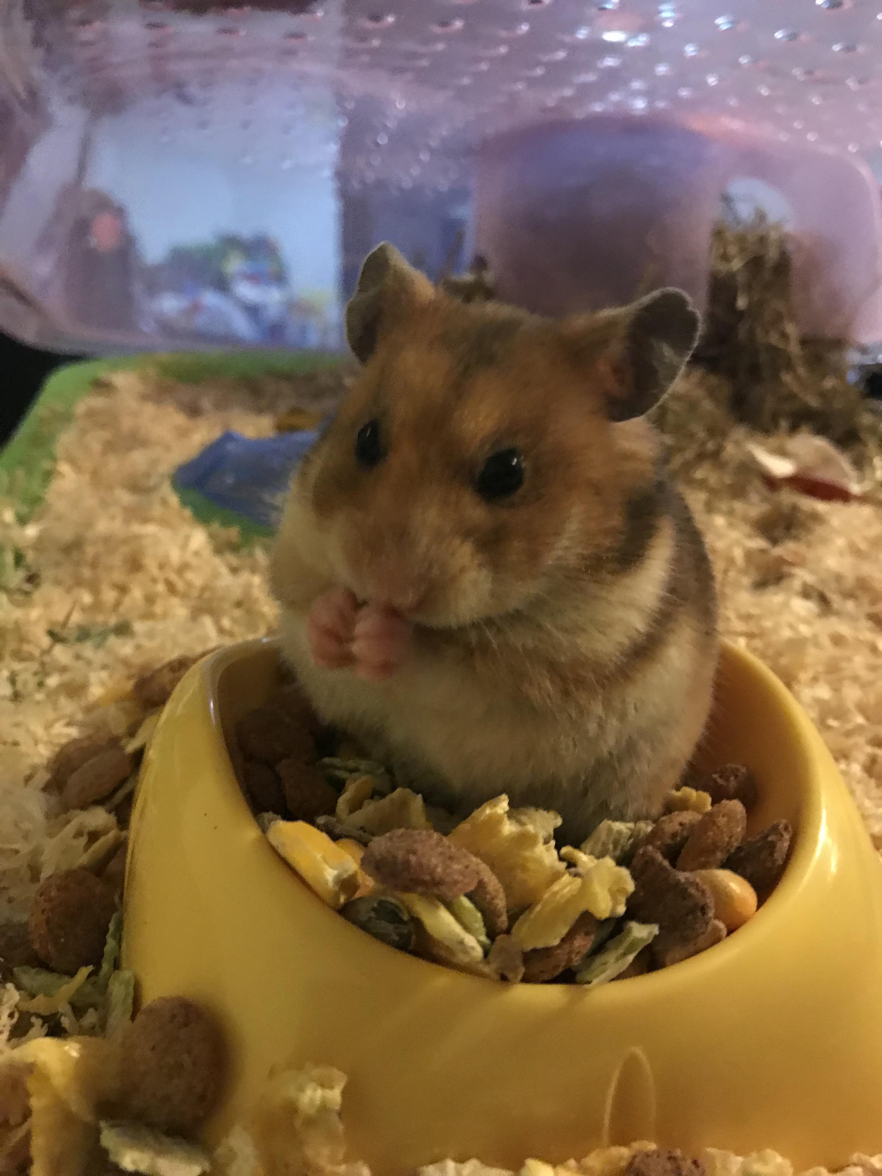 My Syrian hamster eating. r/hamsters