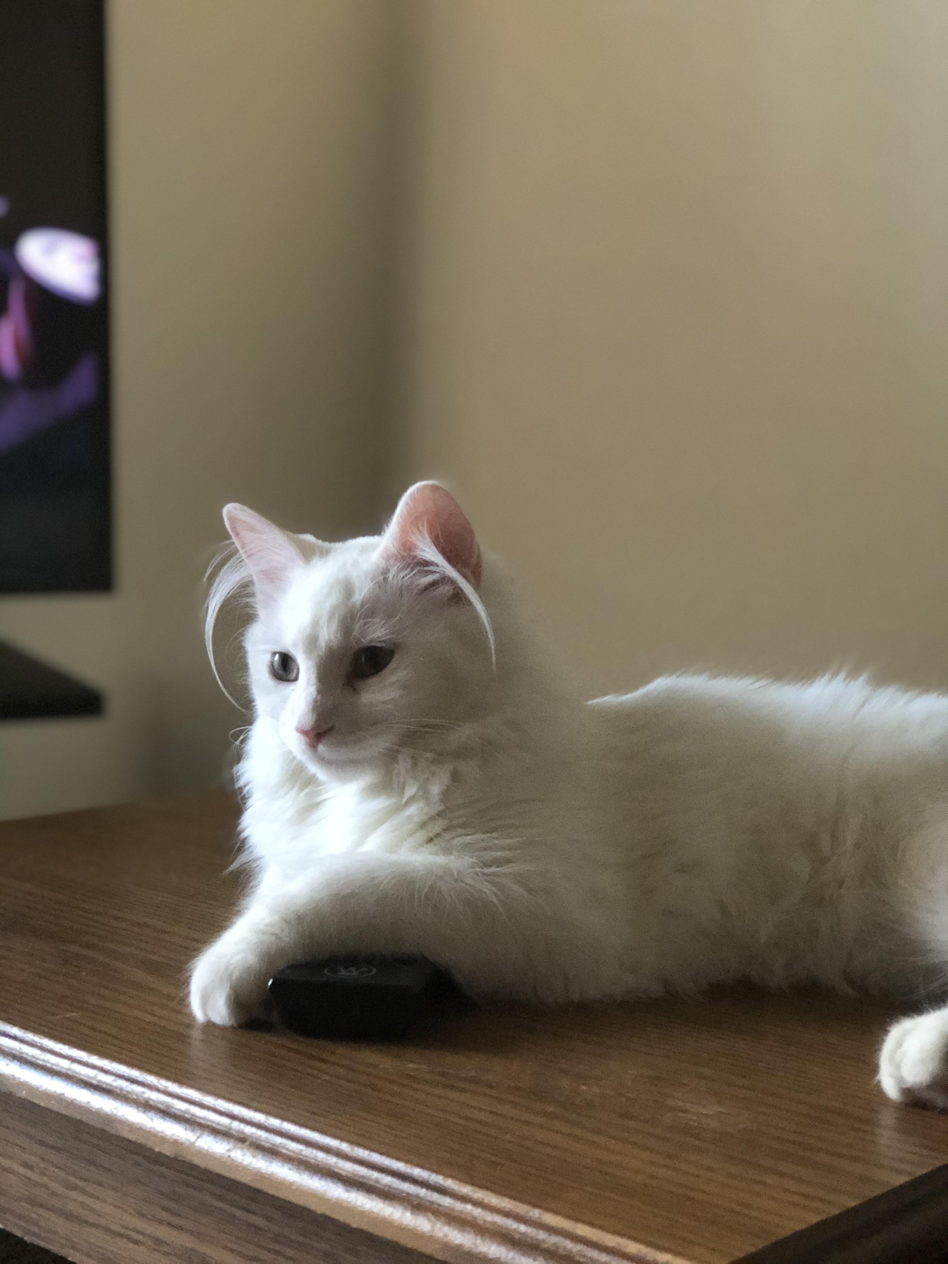 My cat Smee and his crazy ear hair cats