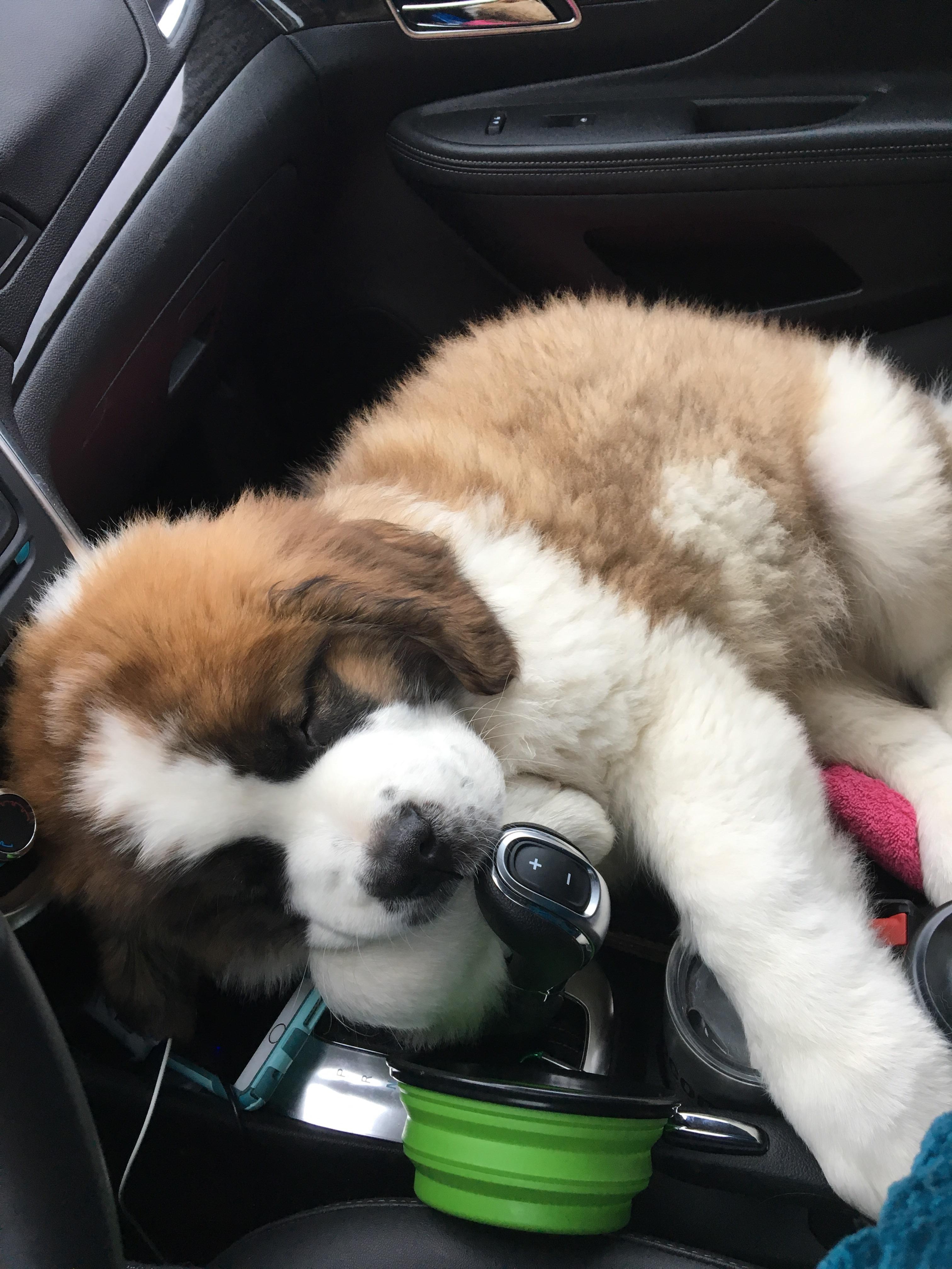 Best Food To Feed A Saint Bernard Puppy at Helen Hopper blog