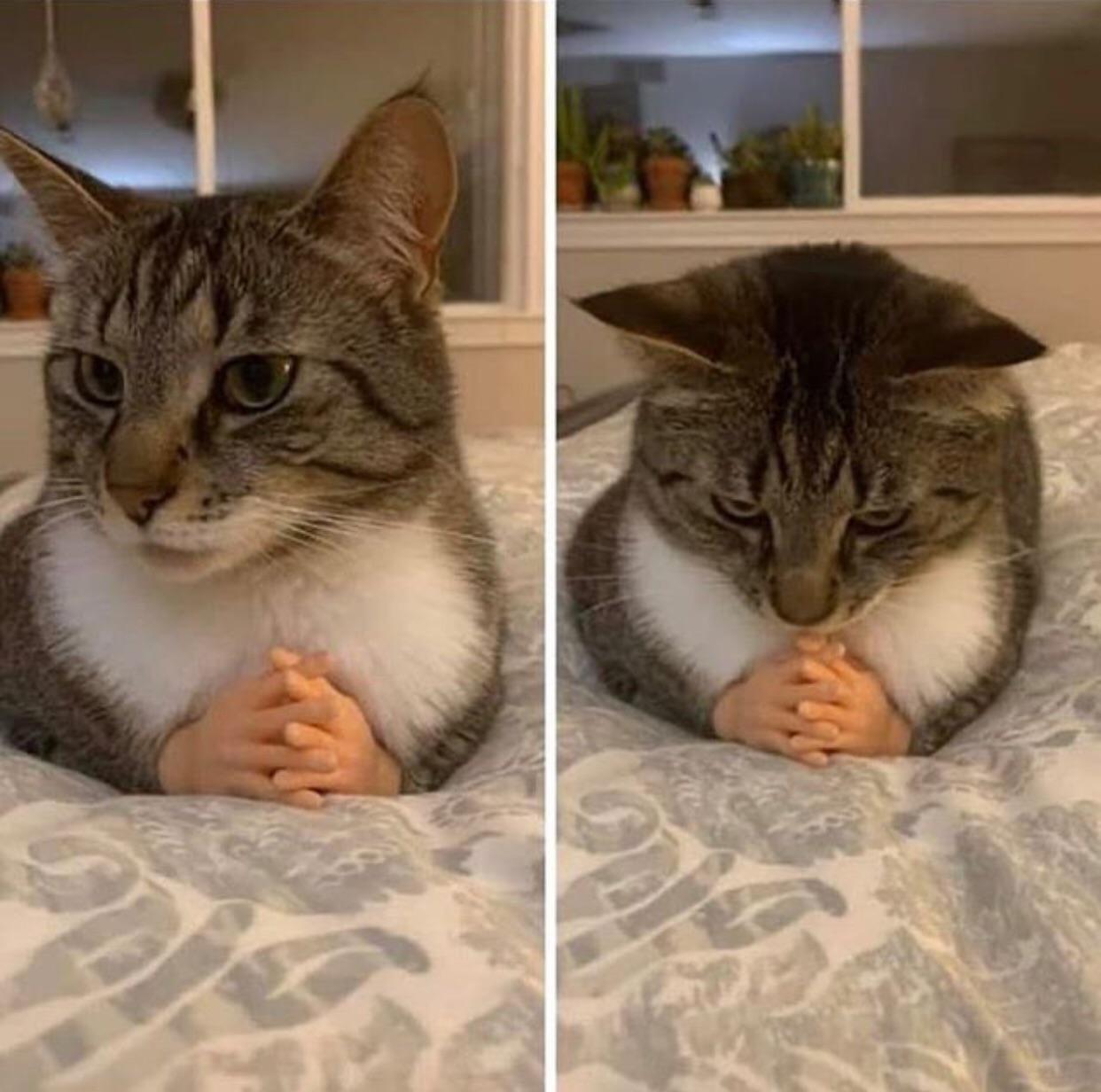 theory of all cats have hands r/TheoryofCatsInSinks