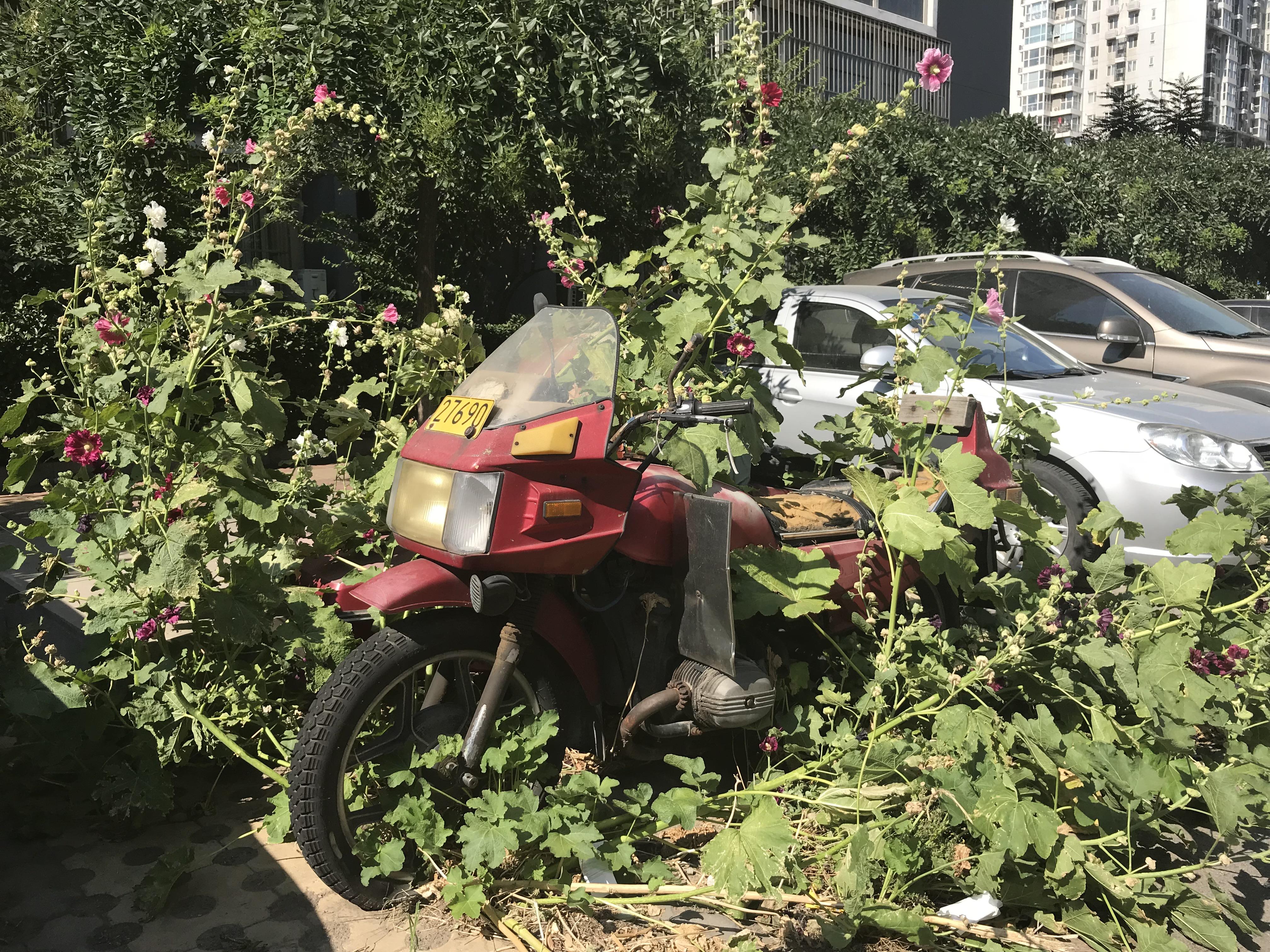 Abandoned motorcycle near my home and its new owner (OC) r