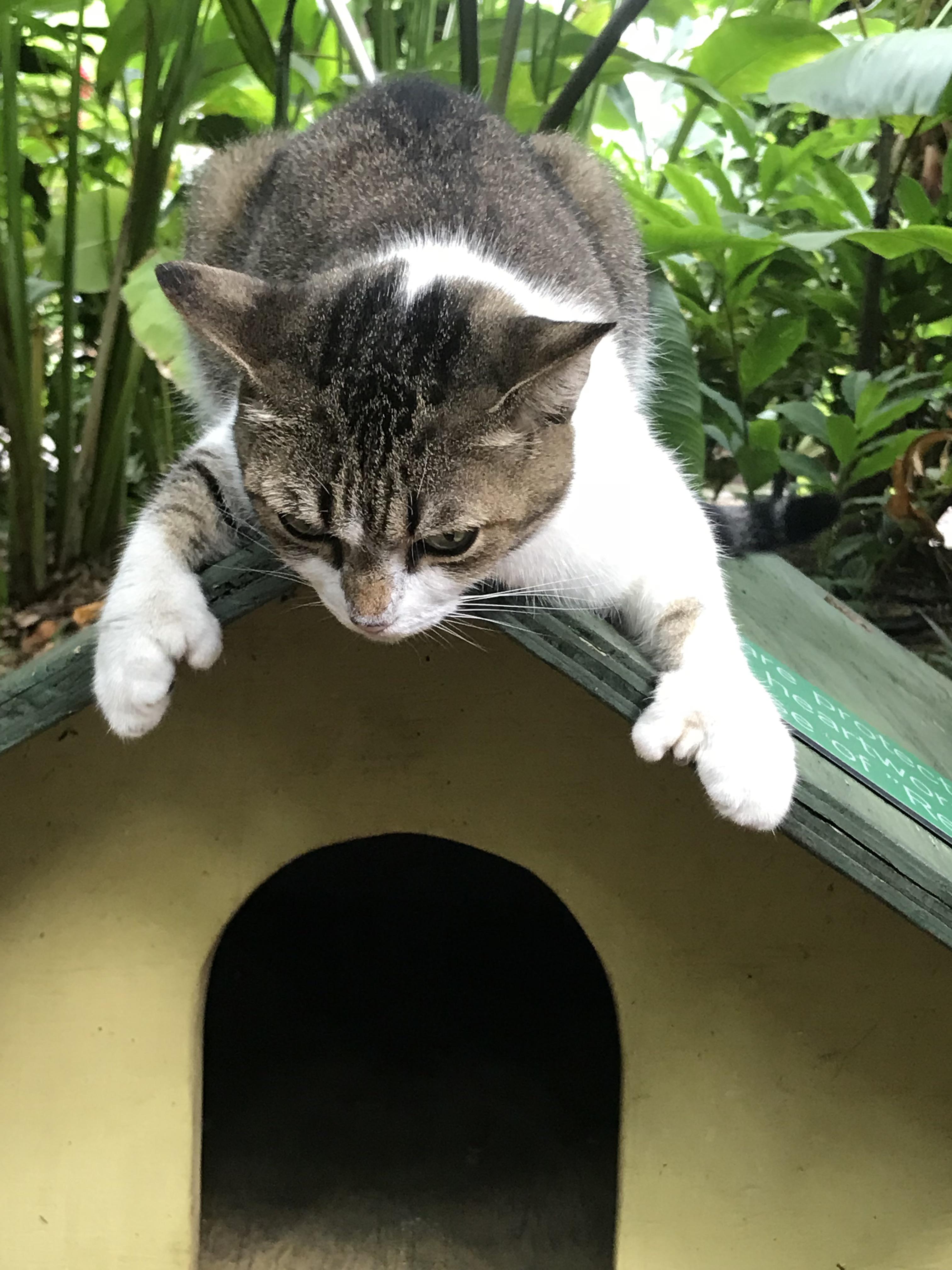 Bouncer cat with his signature grippers r/Catswithjobs