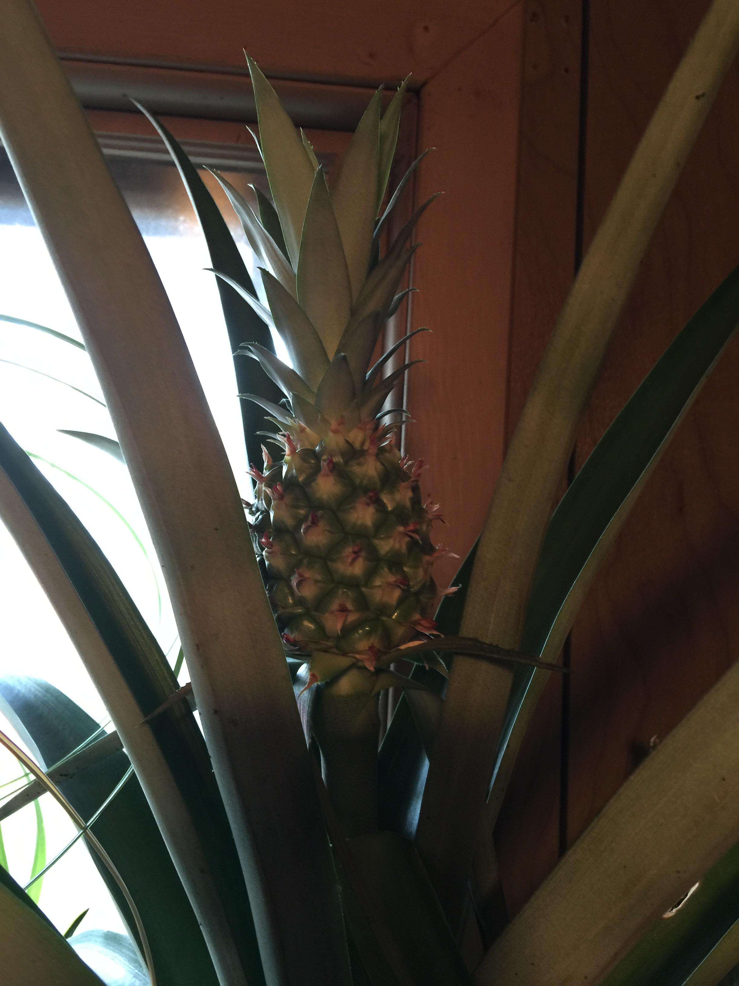 My first home grown pineapple! Is the small one edible, and when would