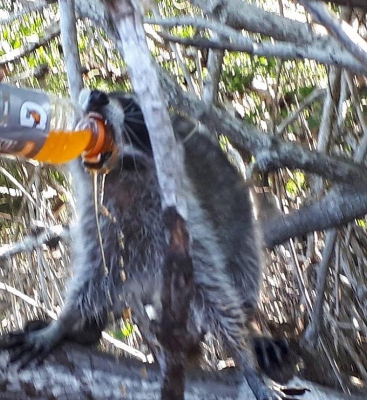 Trash Panda Rehydrates After An Intense Garbage Workout r/trashpandas