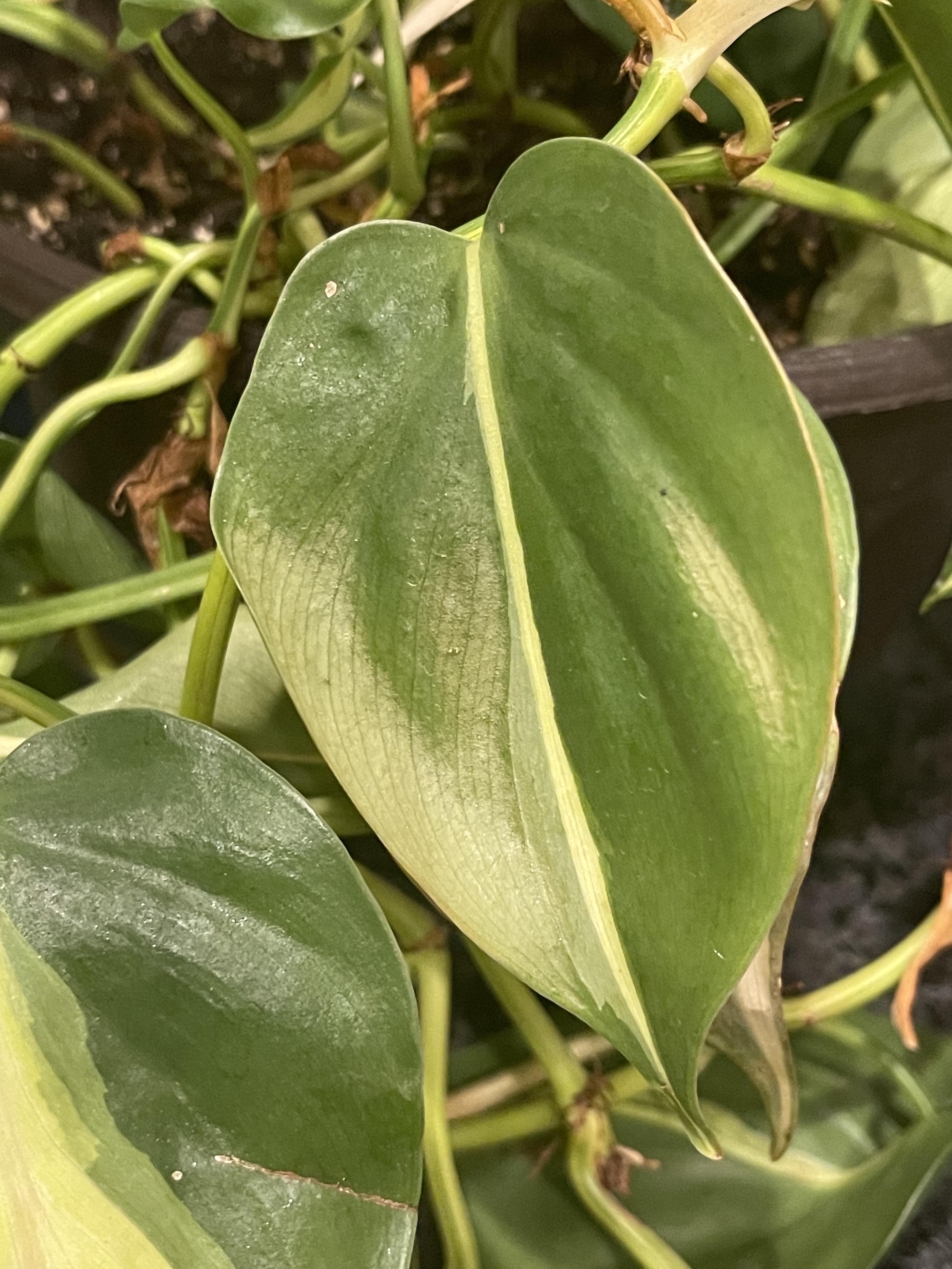 Posts by u/PhilODendron ・ popular.pics ・ Viewer for Reddit