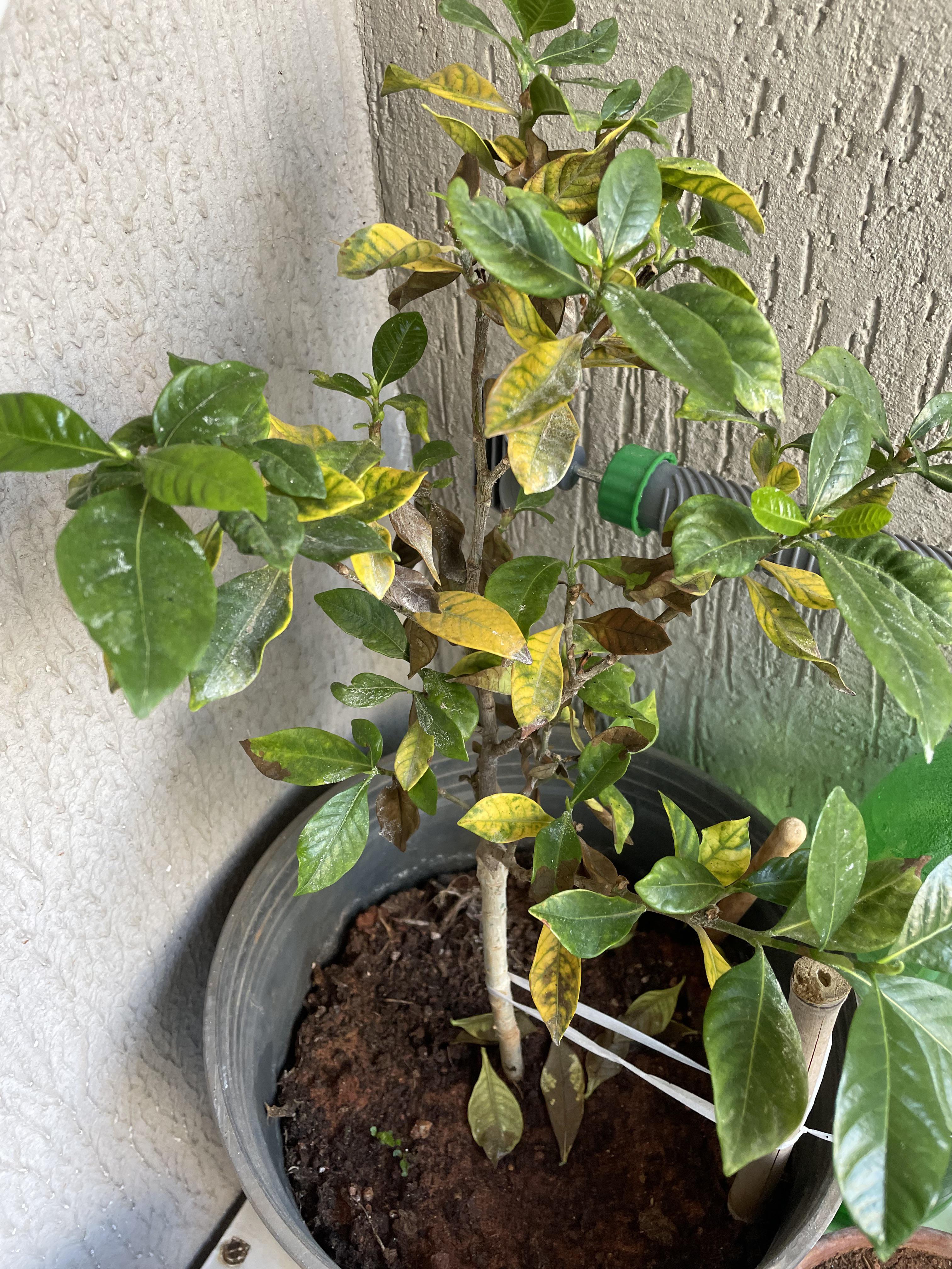 What’s wrong with my gardenia? It doesn’t get direct sunlight and I