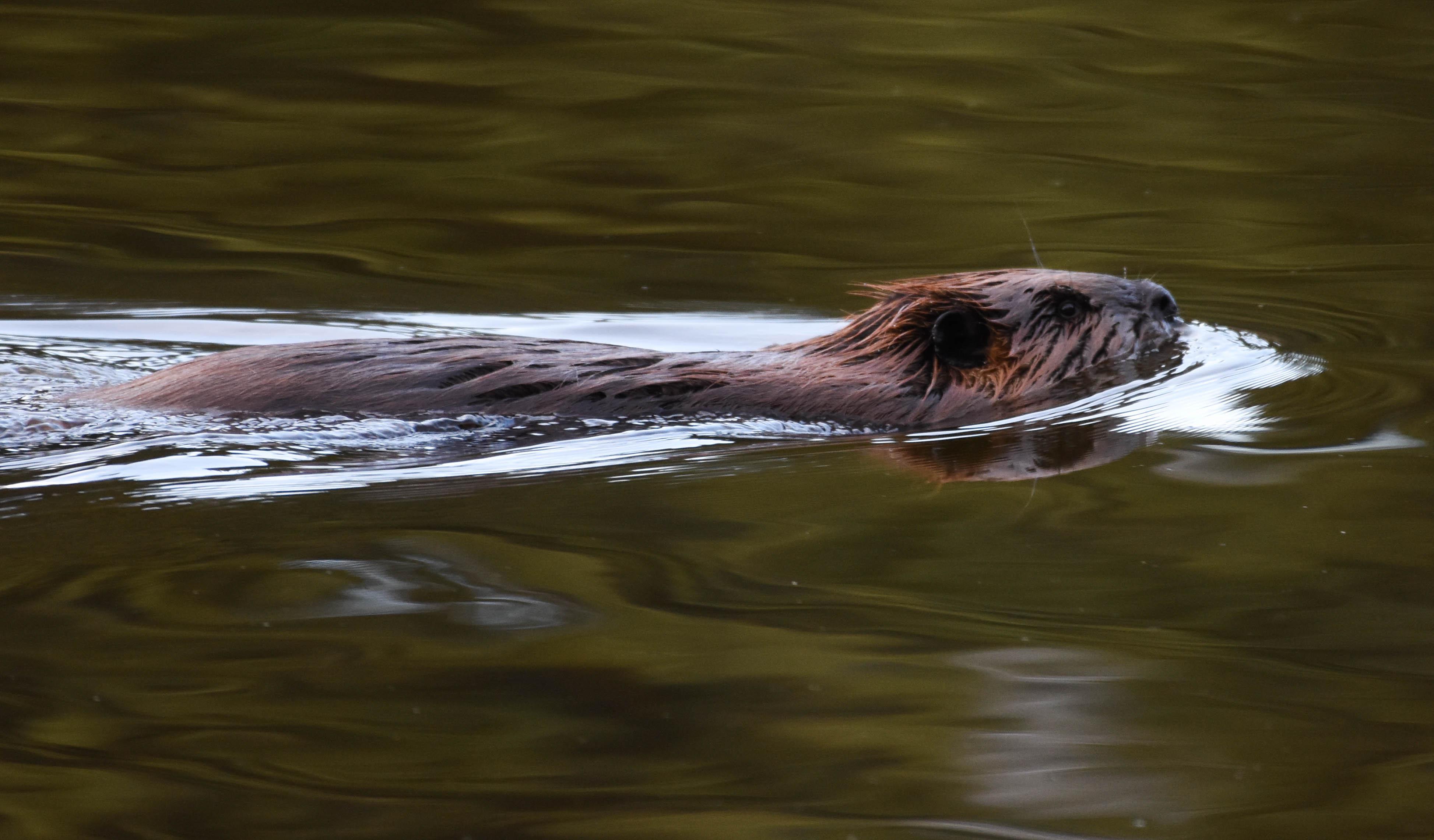 Do Beavers Ruin Fishing Spots? r/CarpFishing
