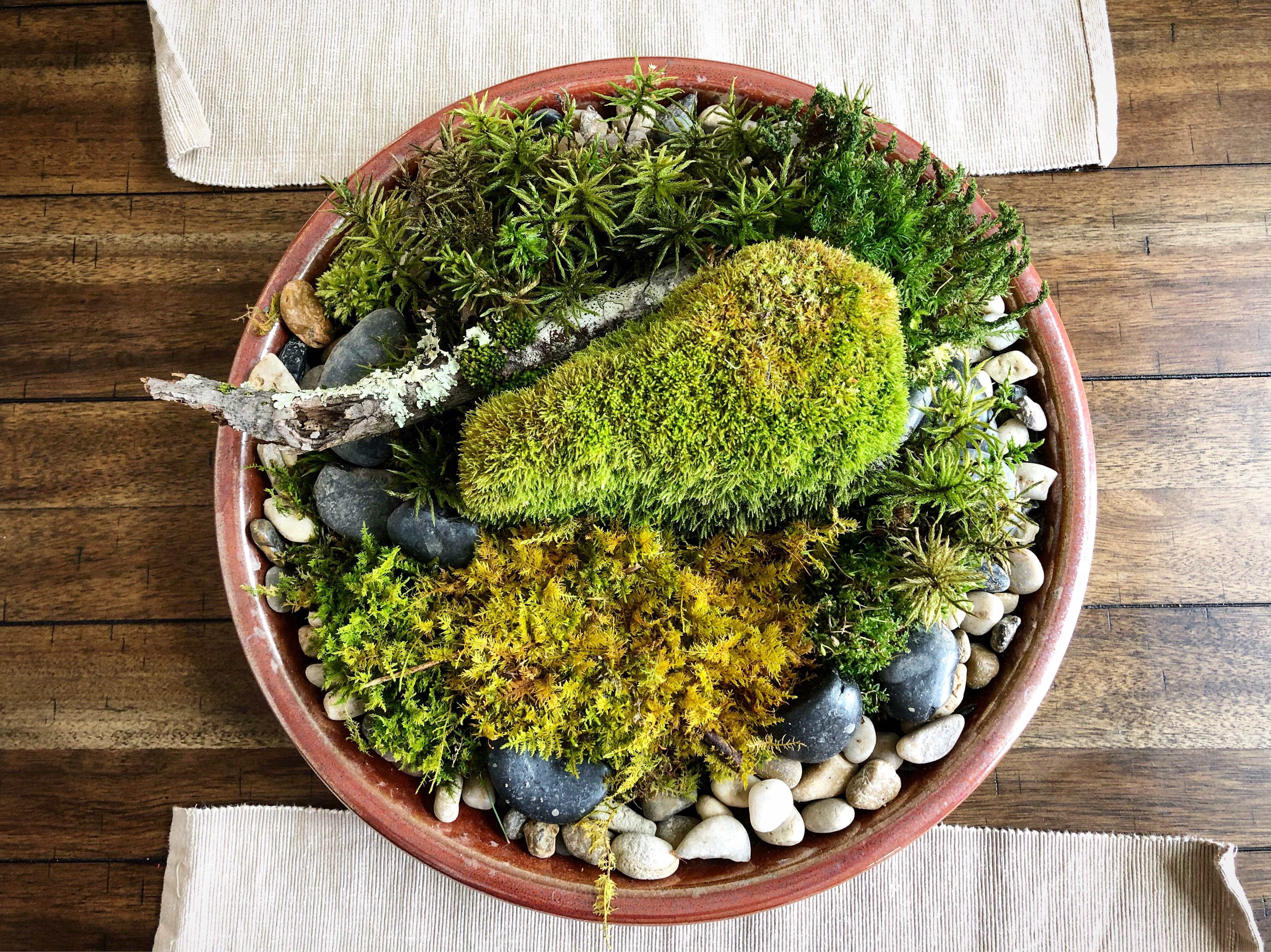 Reposting from r/gardening. I made this moss arrangements for my wife