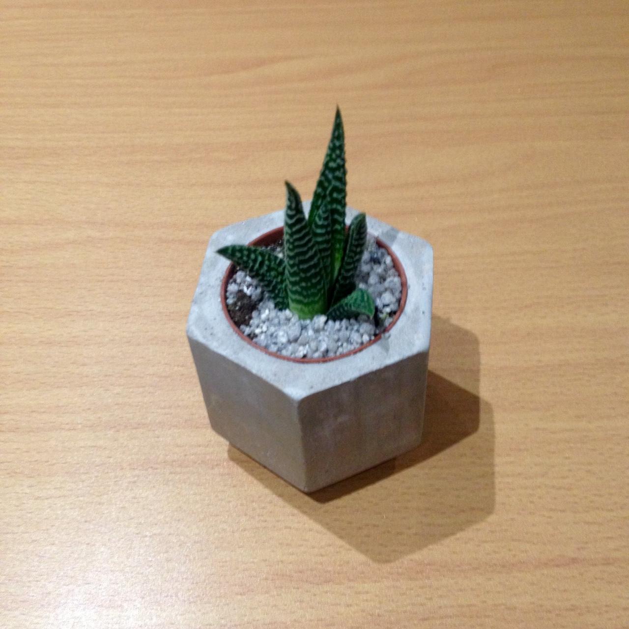 How much do I have to water this? succulents