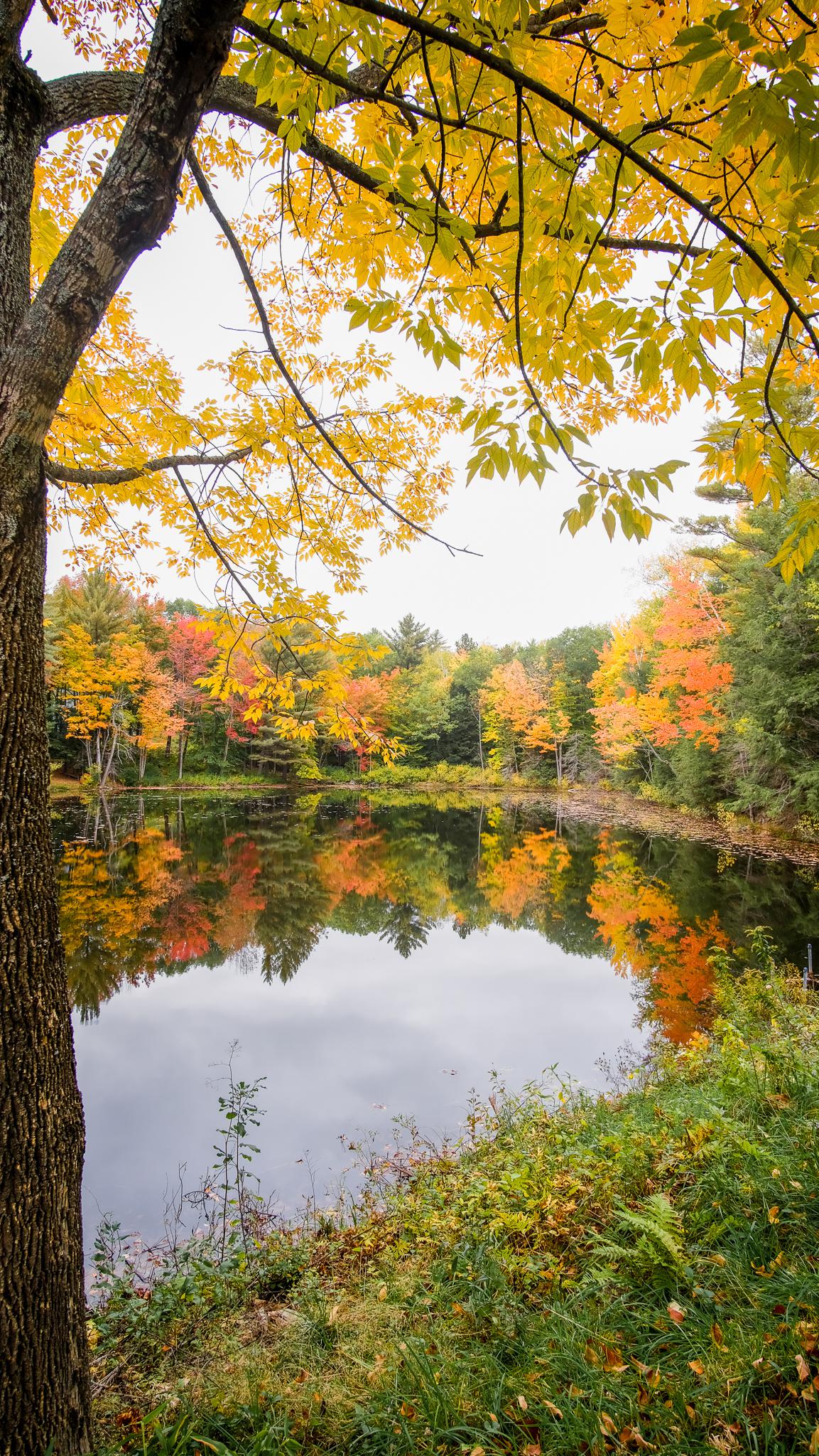 Autumn bloom in New Hampshire r/beautifultrees