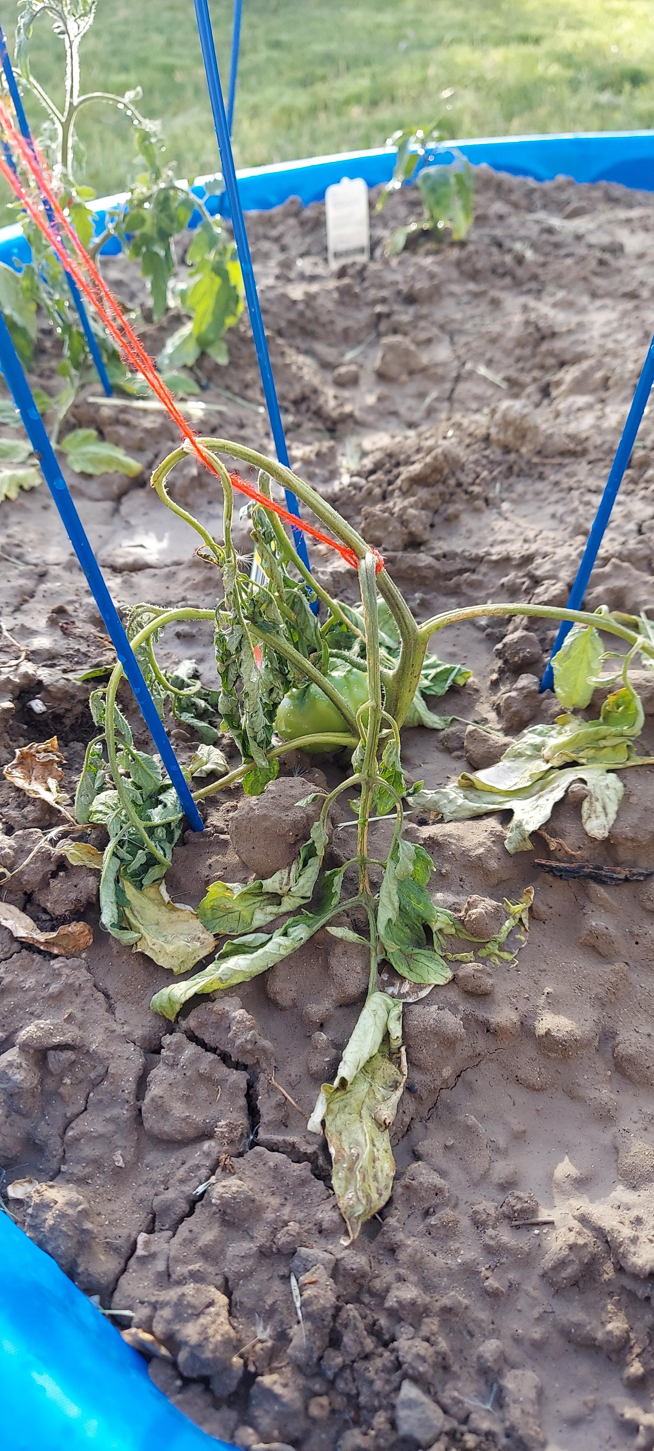 Dying Tomato Plant any tips? r/gardening