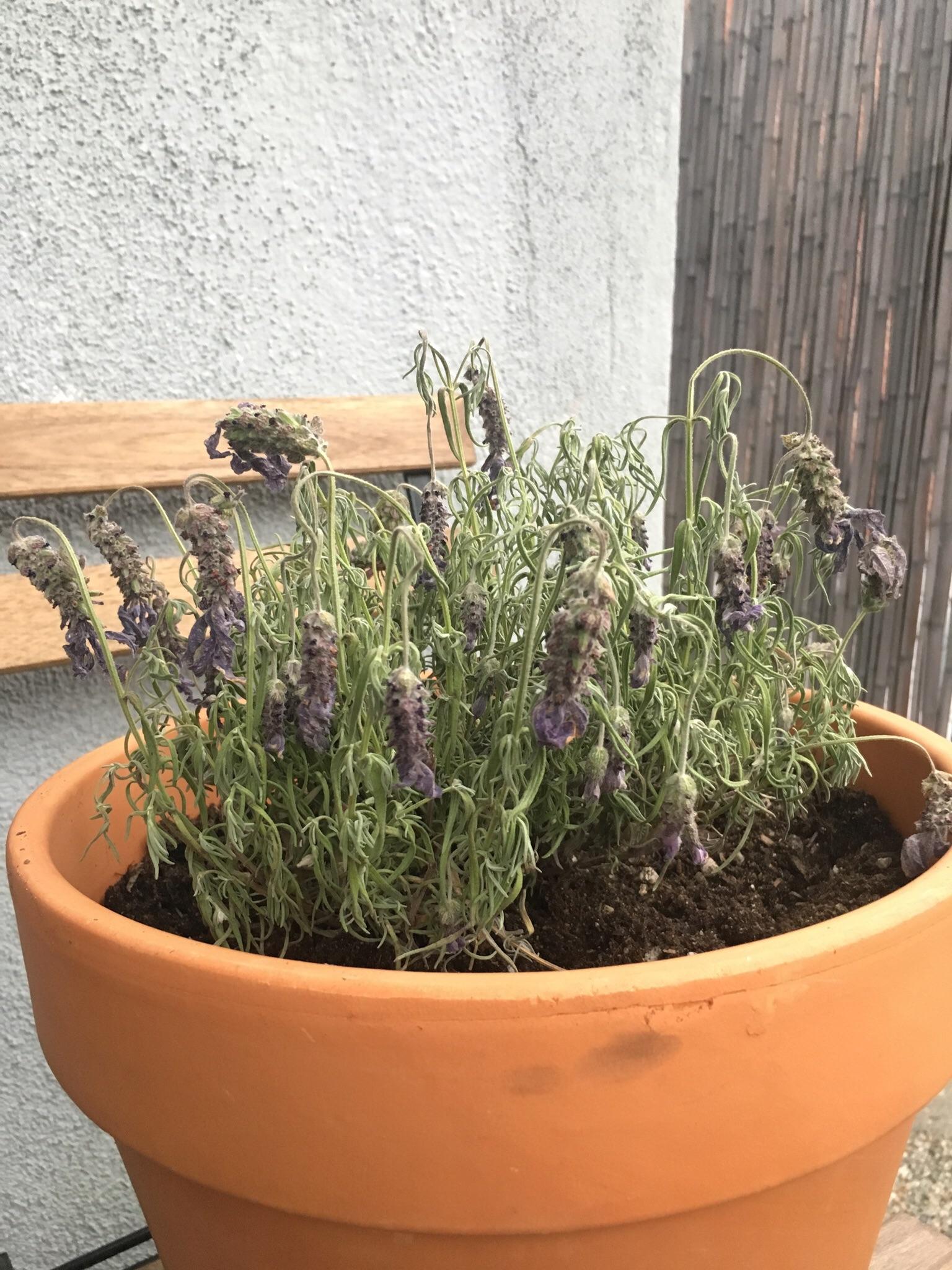 Please help I may have accidentally killed my first lavender plant
