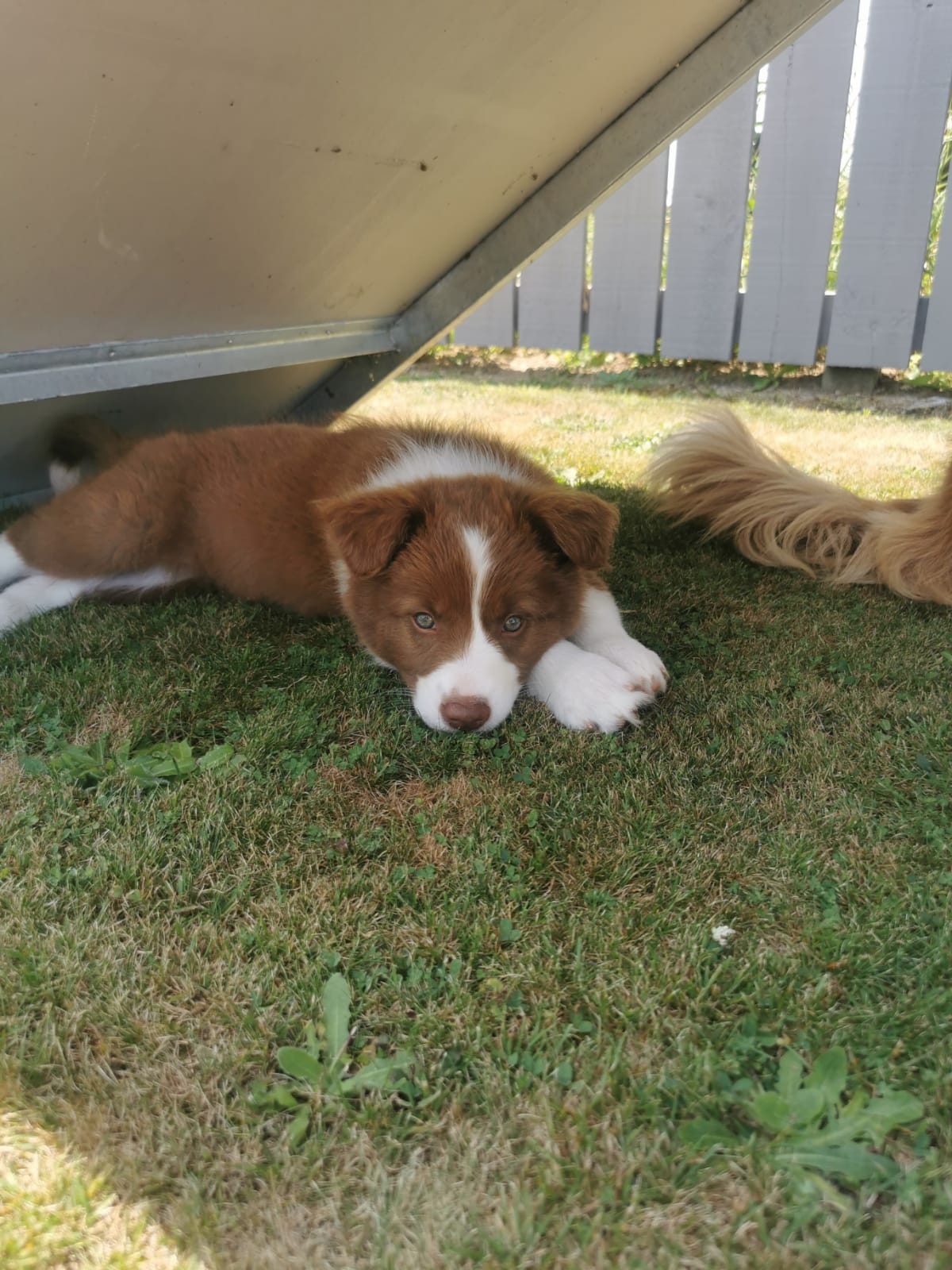 What Age Should Dogs Be Toilet Trained