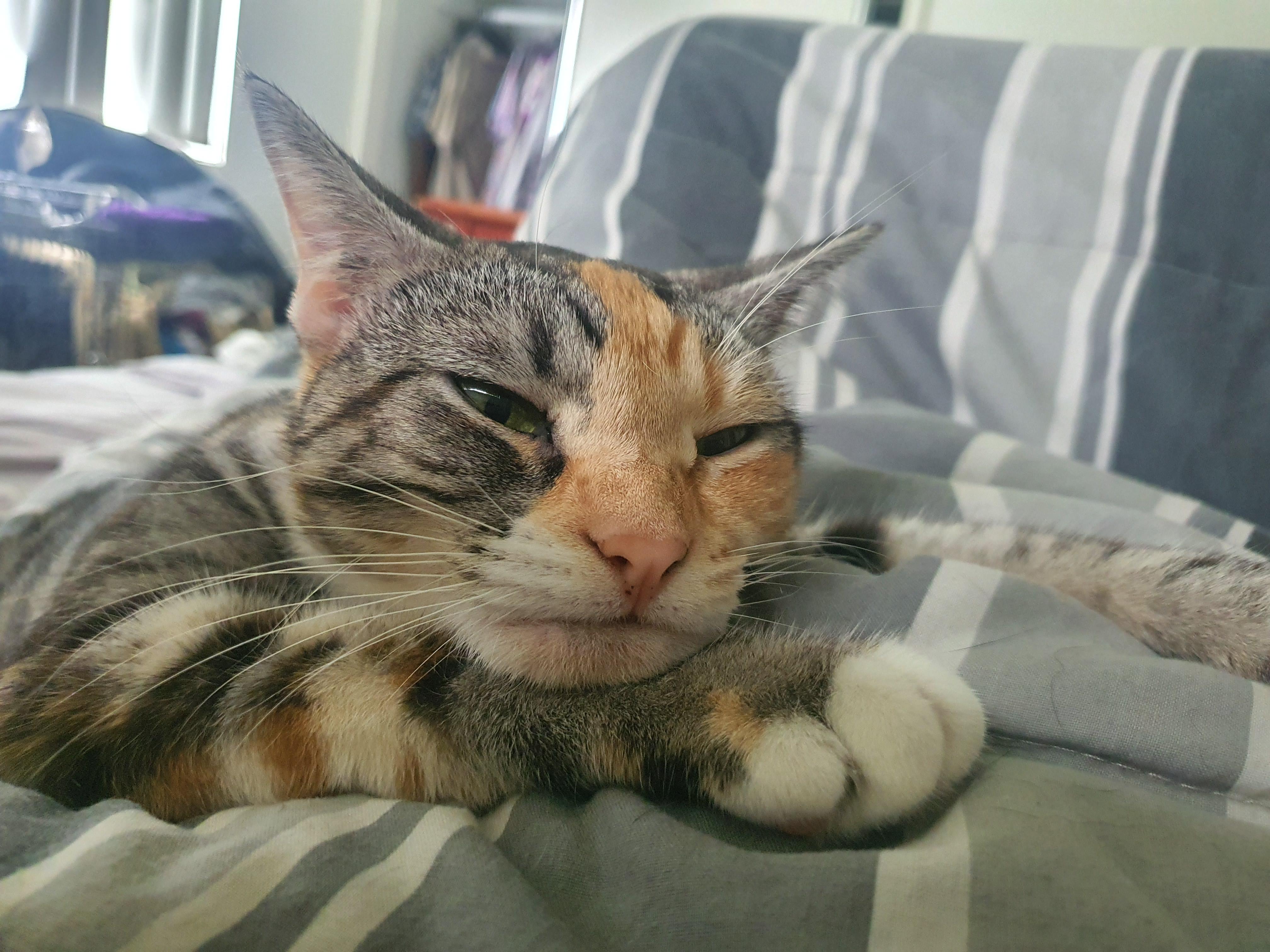 Sweet Velcro Kitty 🥰 r/catpictures