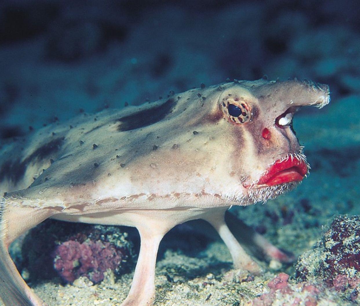 RedLipped Batfish, a deepwater beauty usually found around Galapagos
