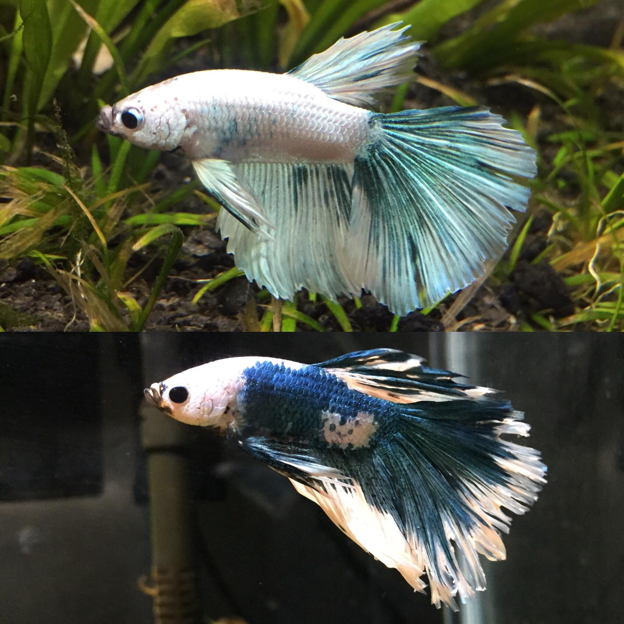 Marble Betta Uwzmlbgqdbdc0m The beauty of betta fish of betta fish