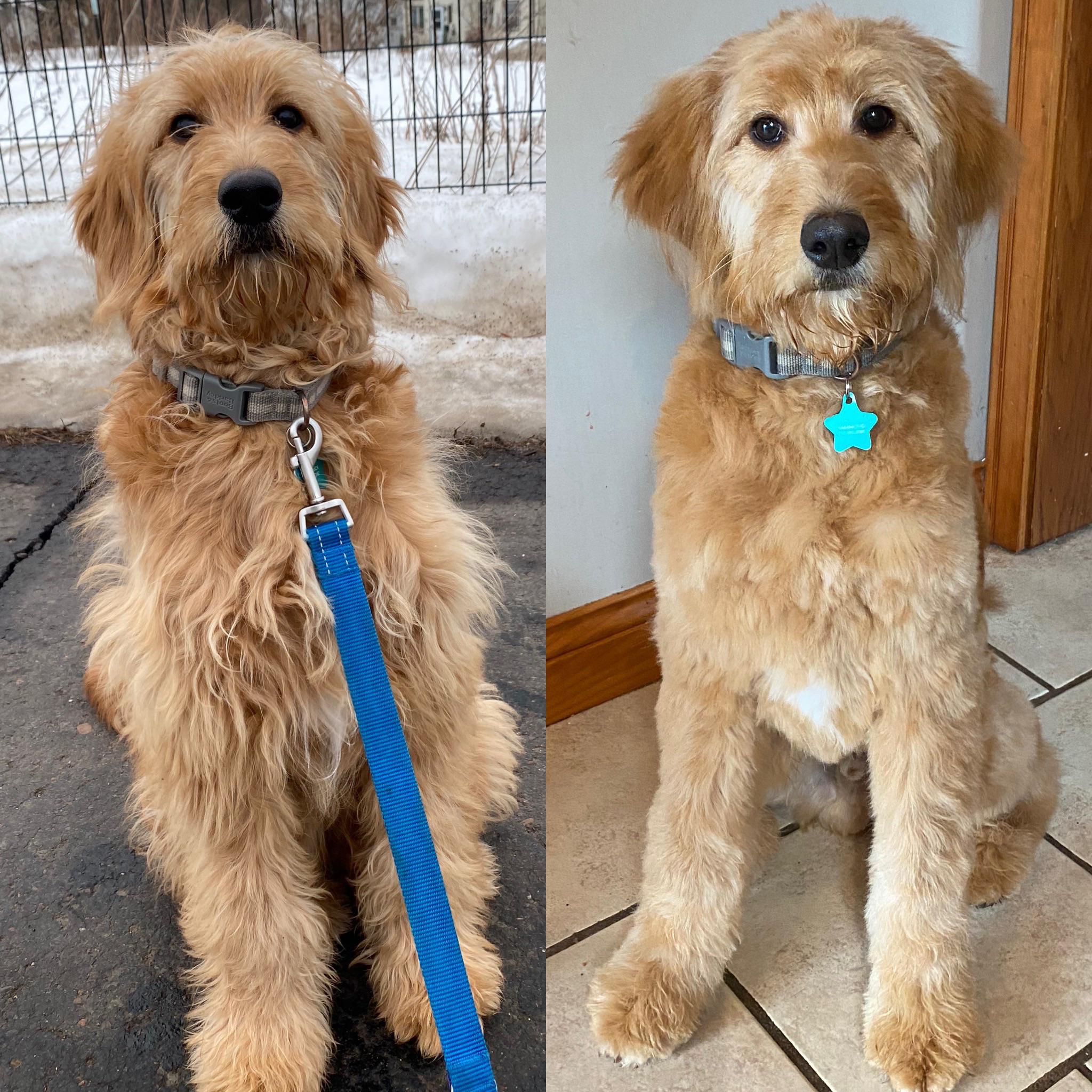 Before and after his first grooming. 5.5 months. Goldendoodles
