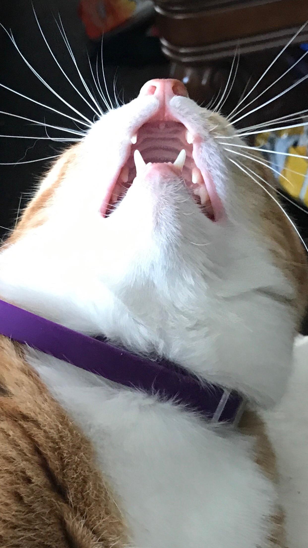 My favorite picture of my boyfriend’s cat. r/aww