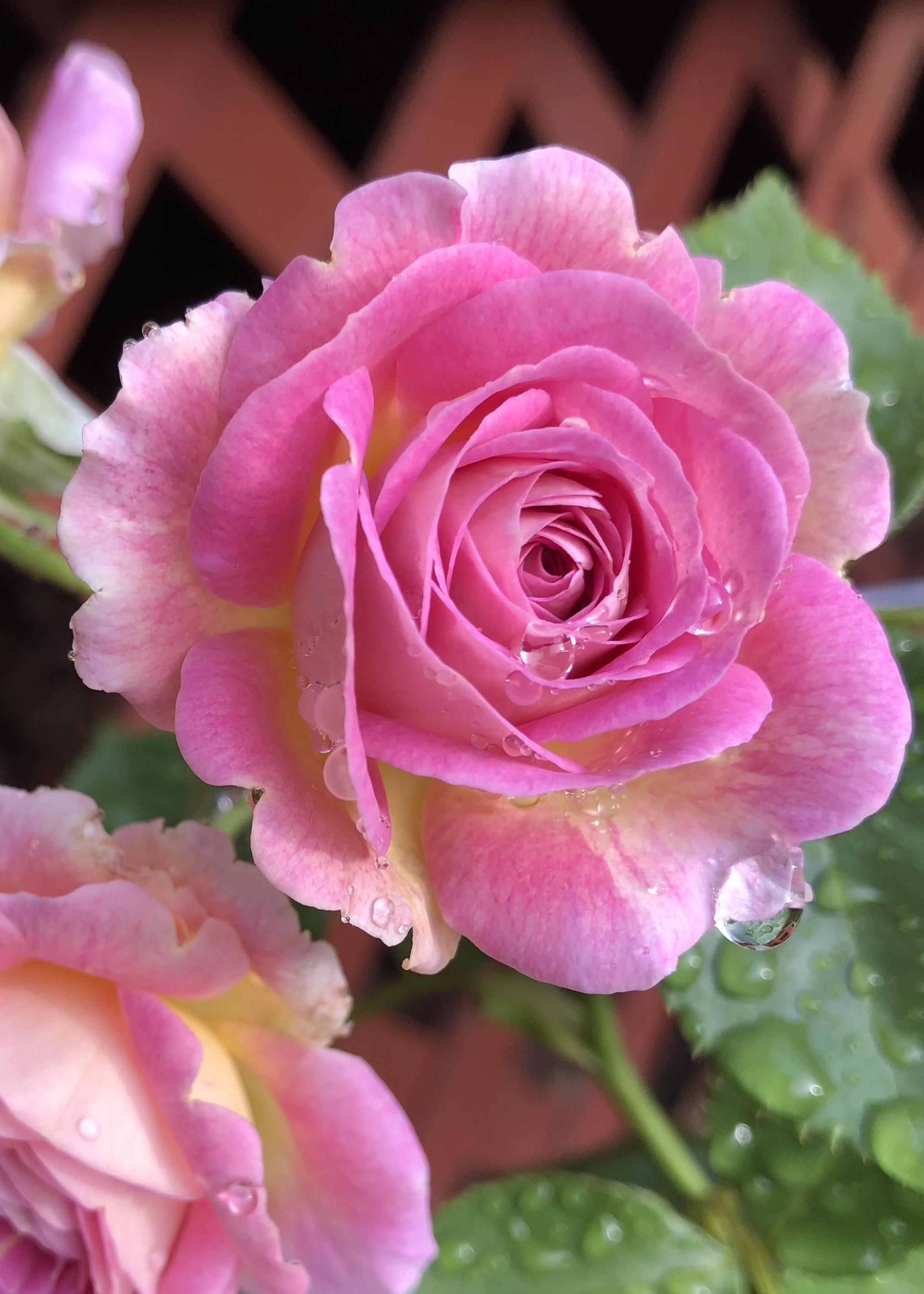 These sturdy roses made it through the Midwest thunderstorm 🙌🏻 r