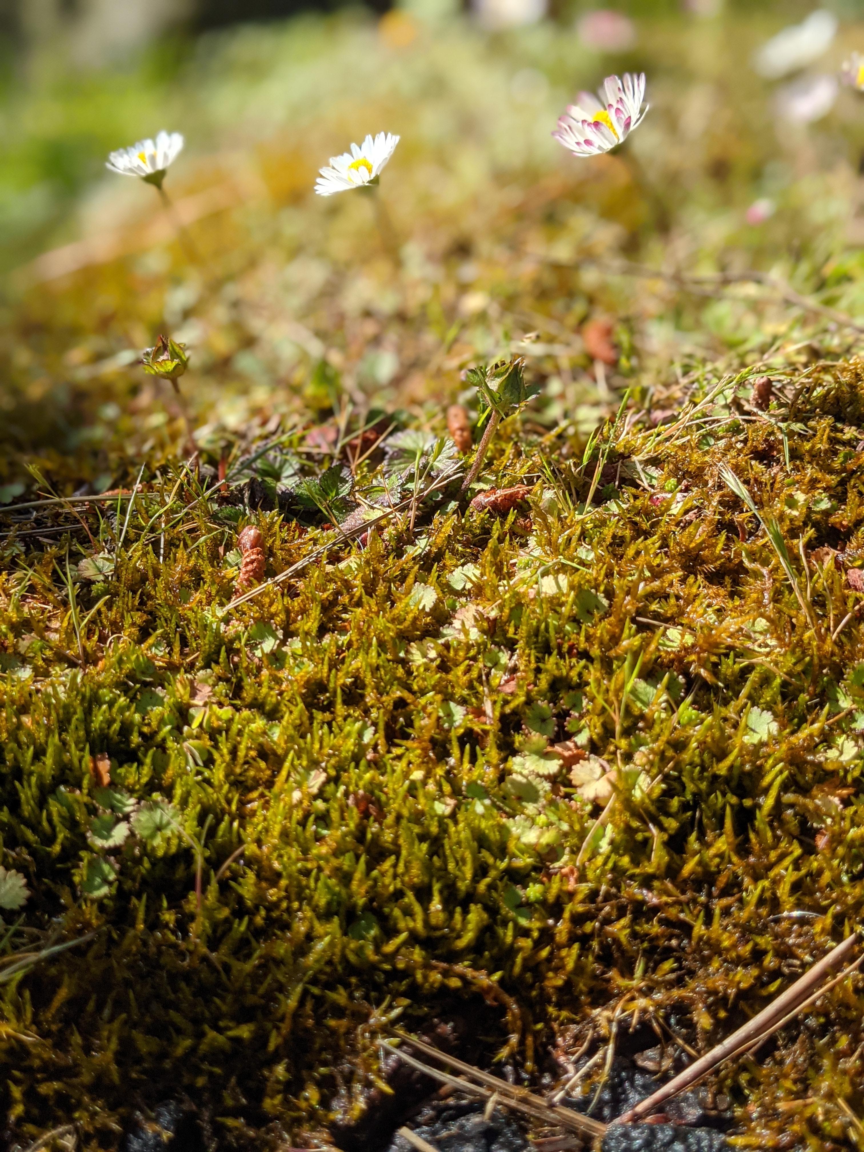 Tiny White Flowers Blooming in a Bed of Moss r/Mosses