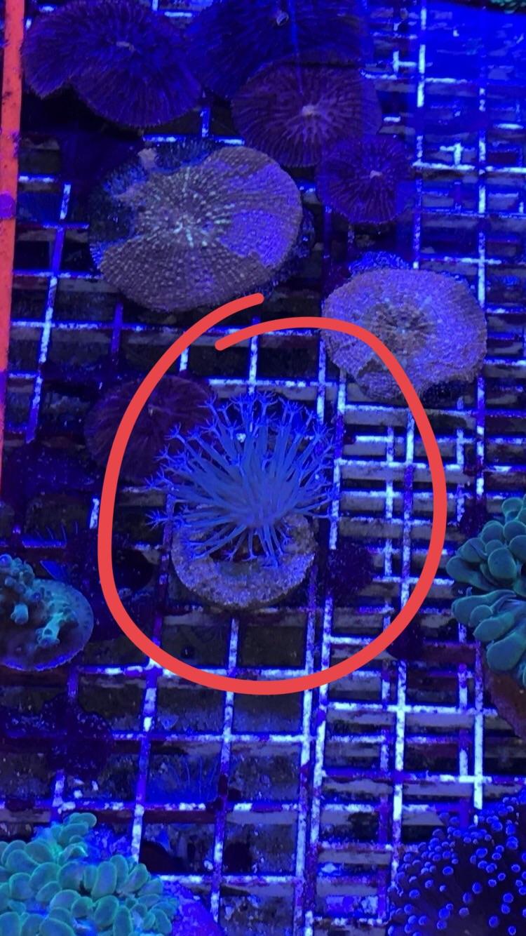 Coral identification r/Saltwater