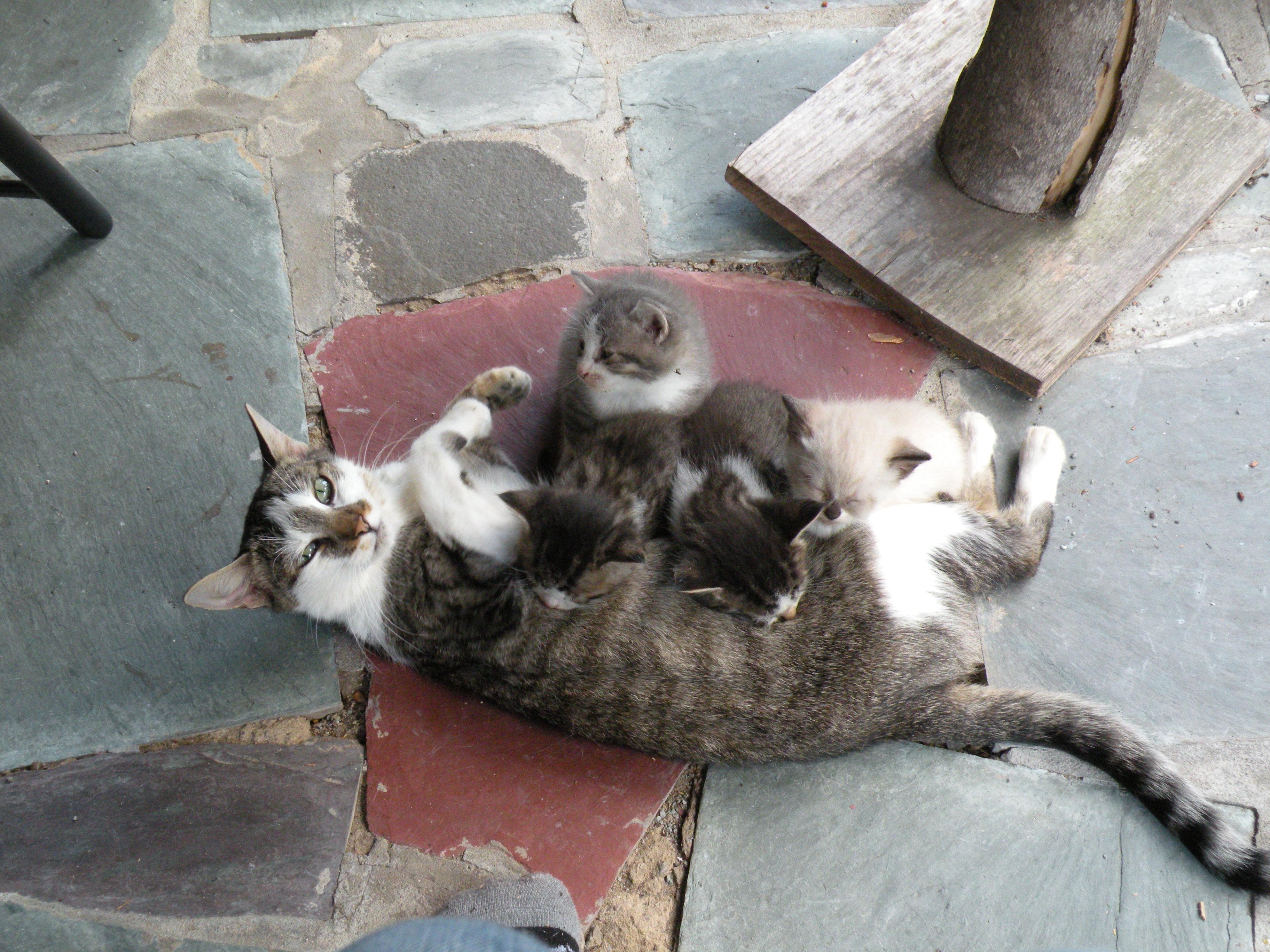 A little help over here? [Fostered Family] cats