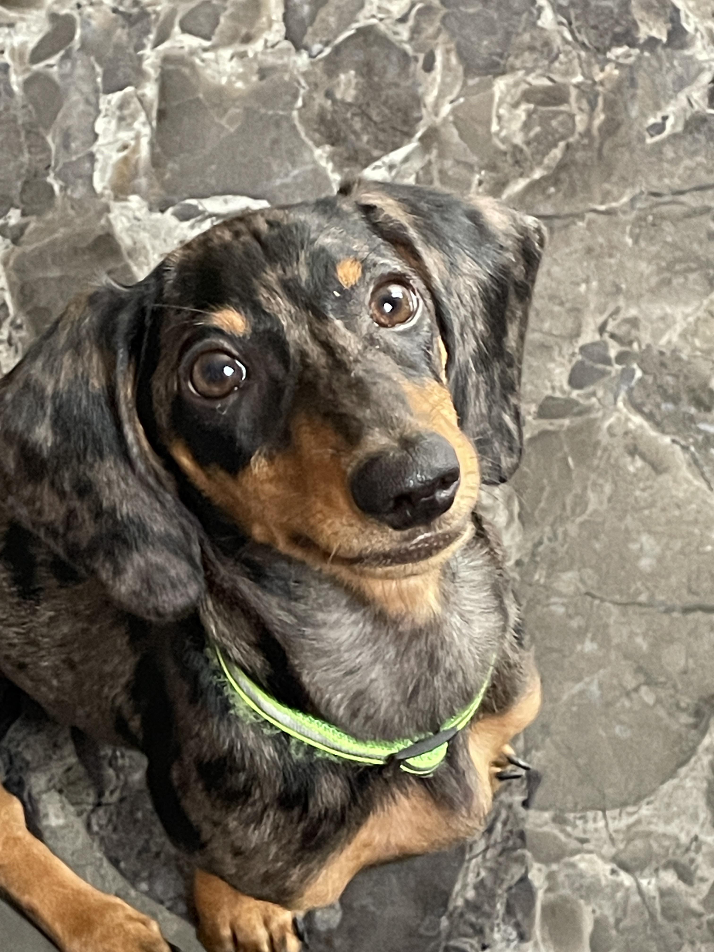 Best Puppy Food for Mini Dachshund r/Dachshund