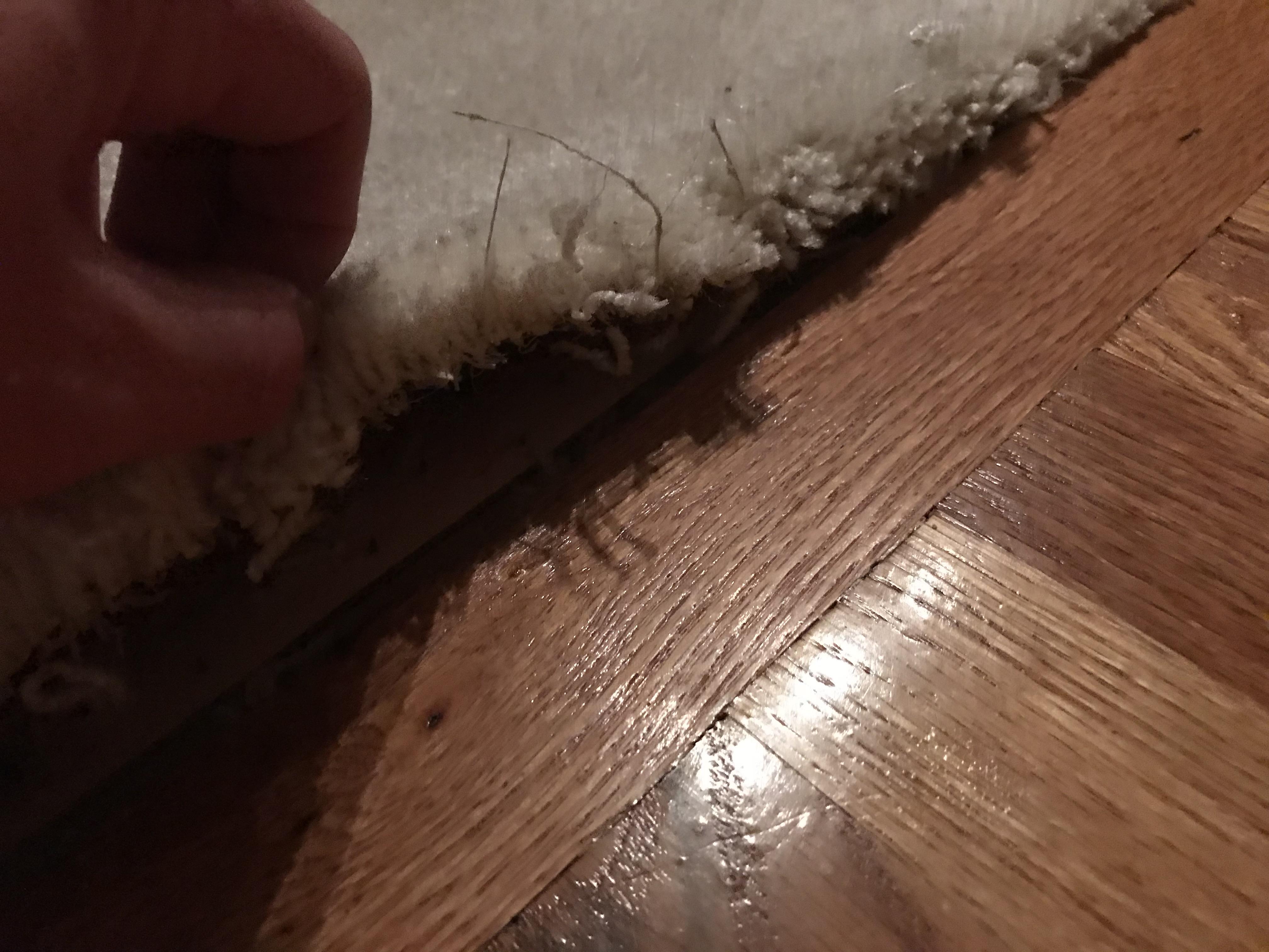 Dog chewed carpet, it is like this all the way across the corridor this